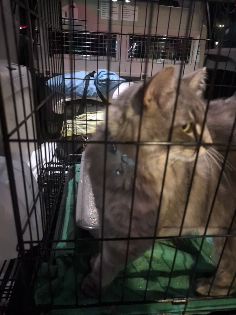 Pet travel photo 6