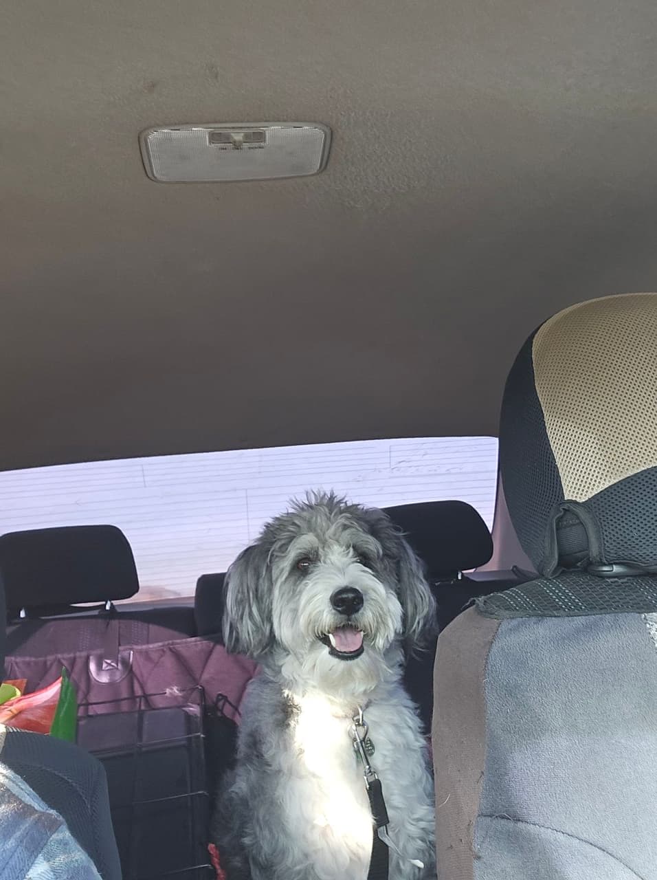 Pet travel photo 1