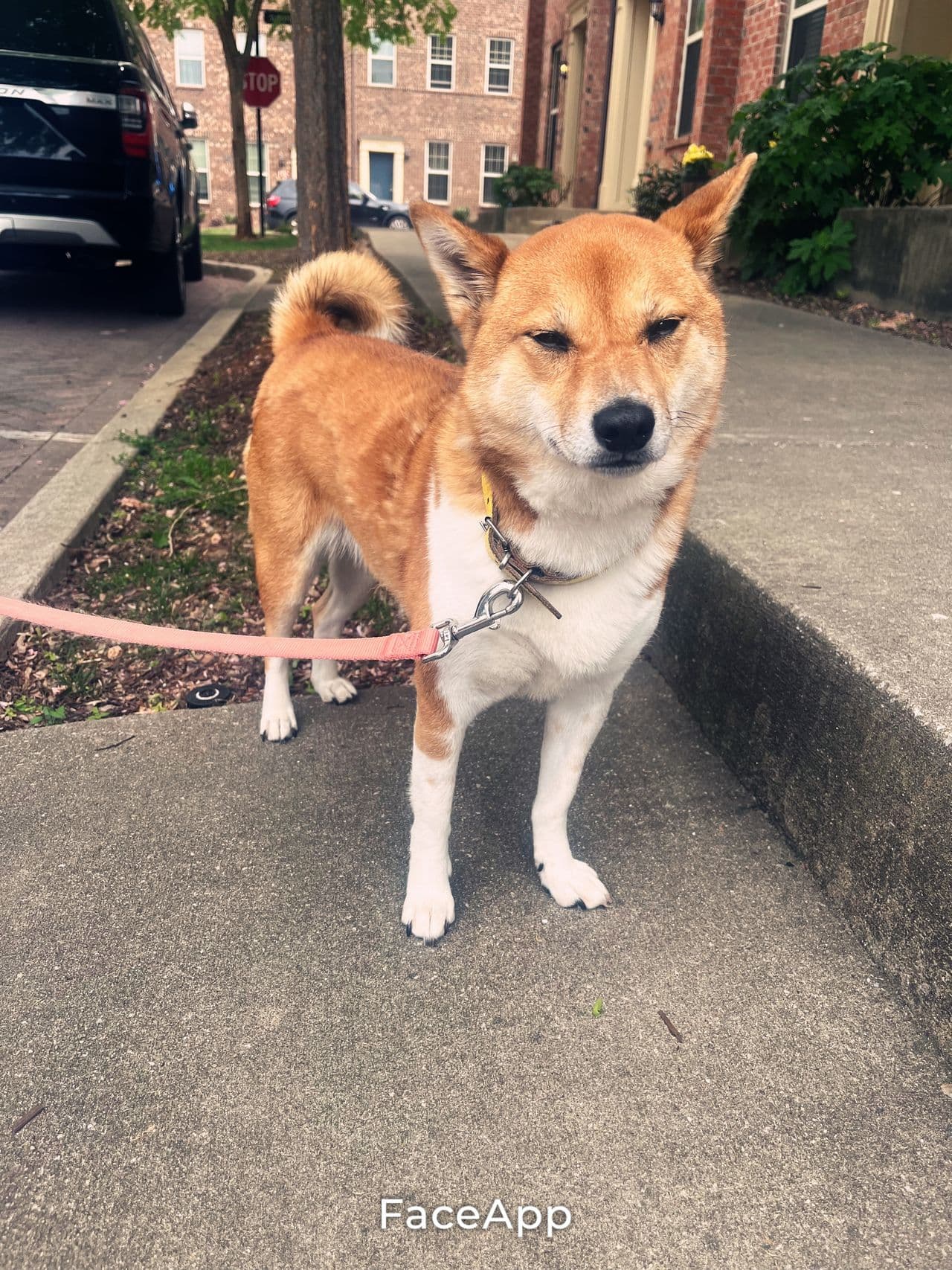 Pet travel photo 2