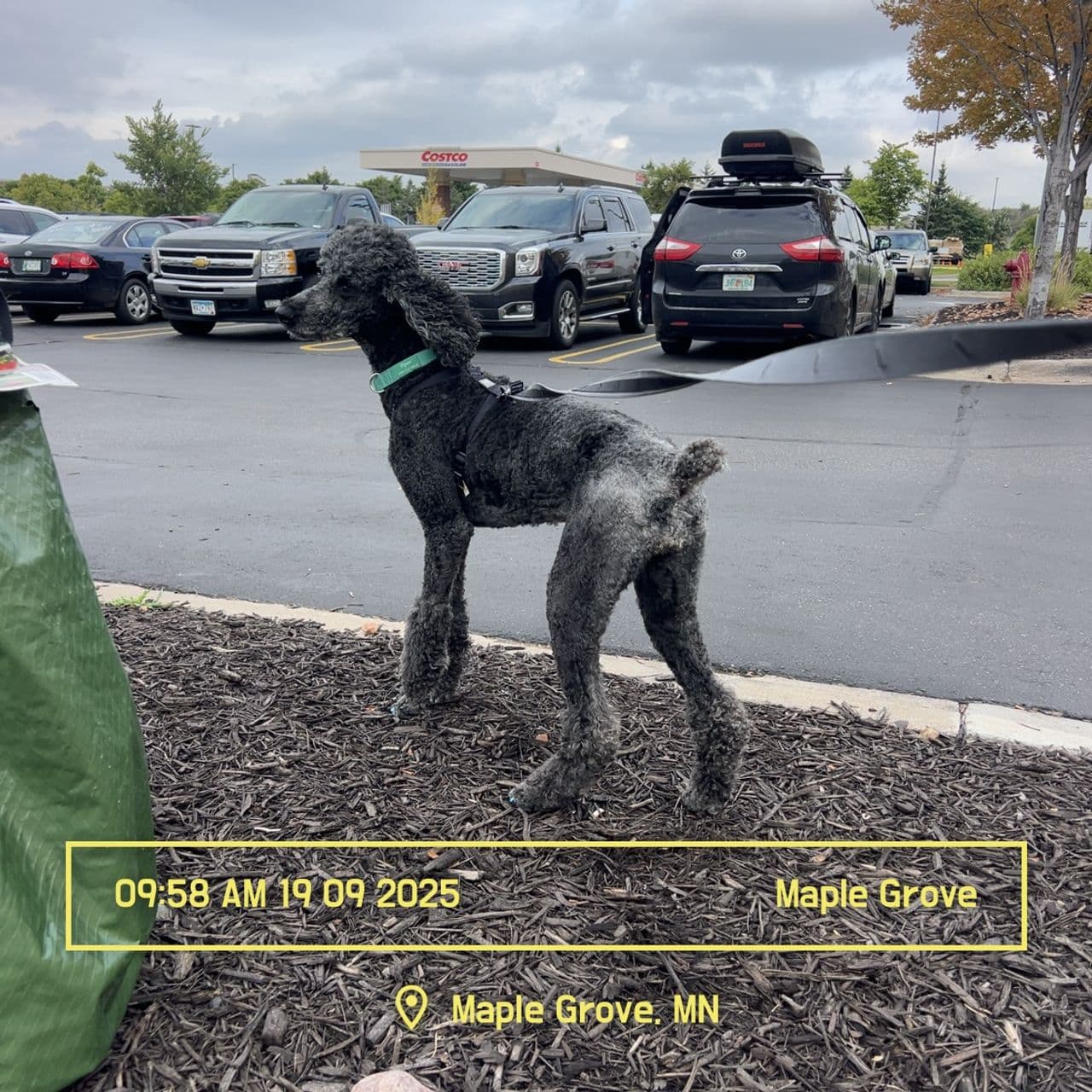 Pet travel photo 2