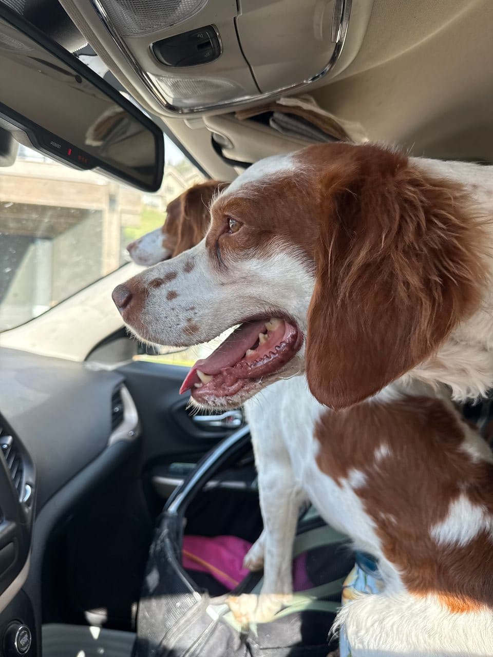 Pet travel photo 3