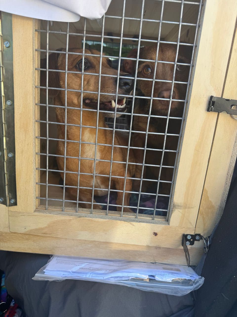 Pet travel photo 1