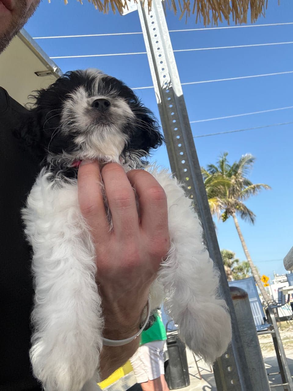 Pet travel photo 6