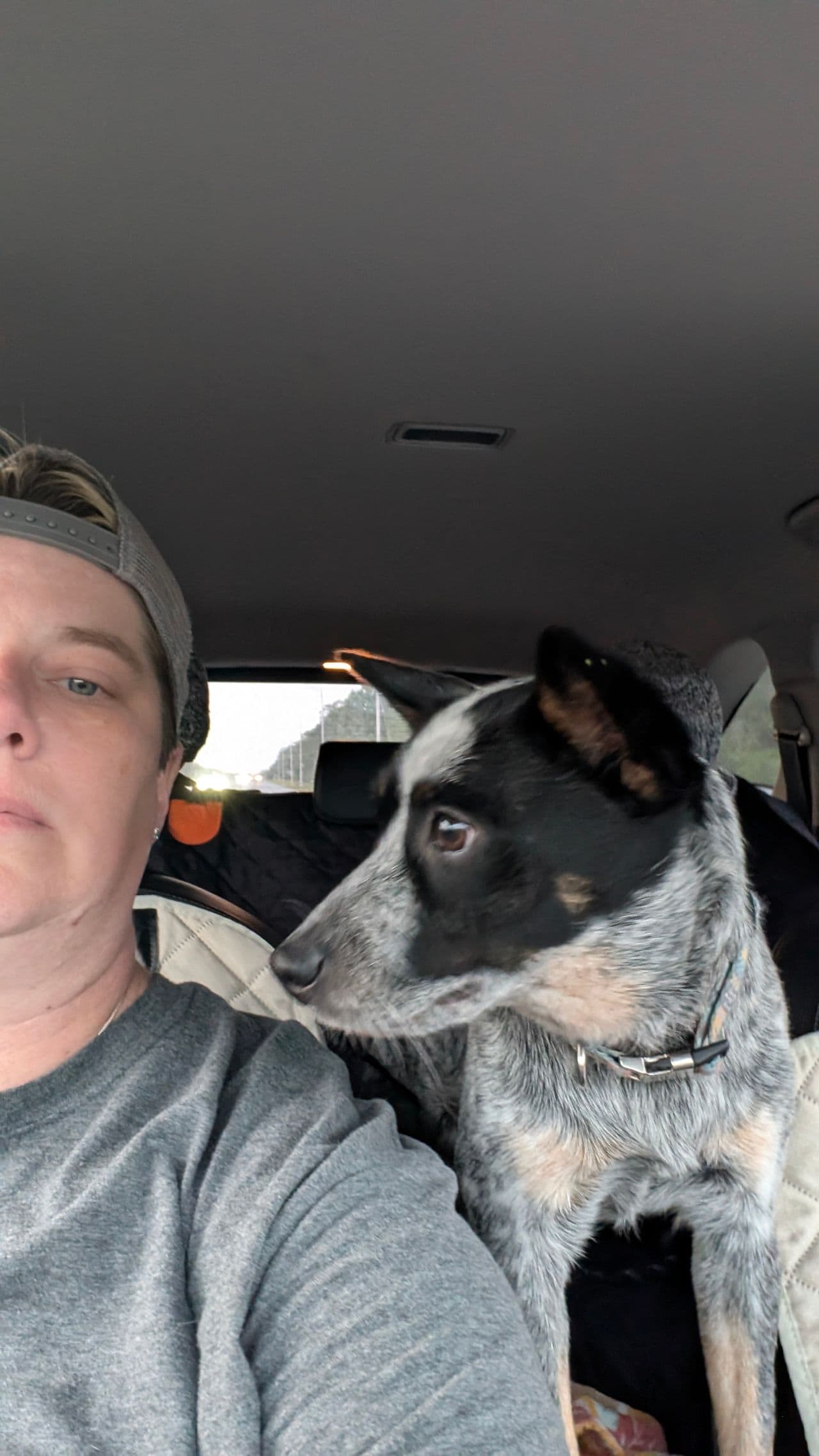 Pet travel photo 1