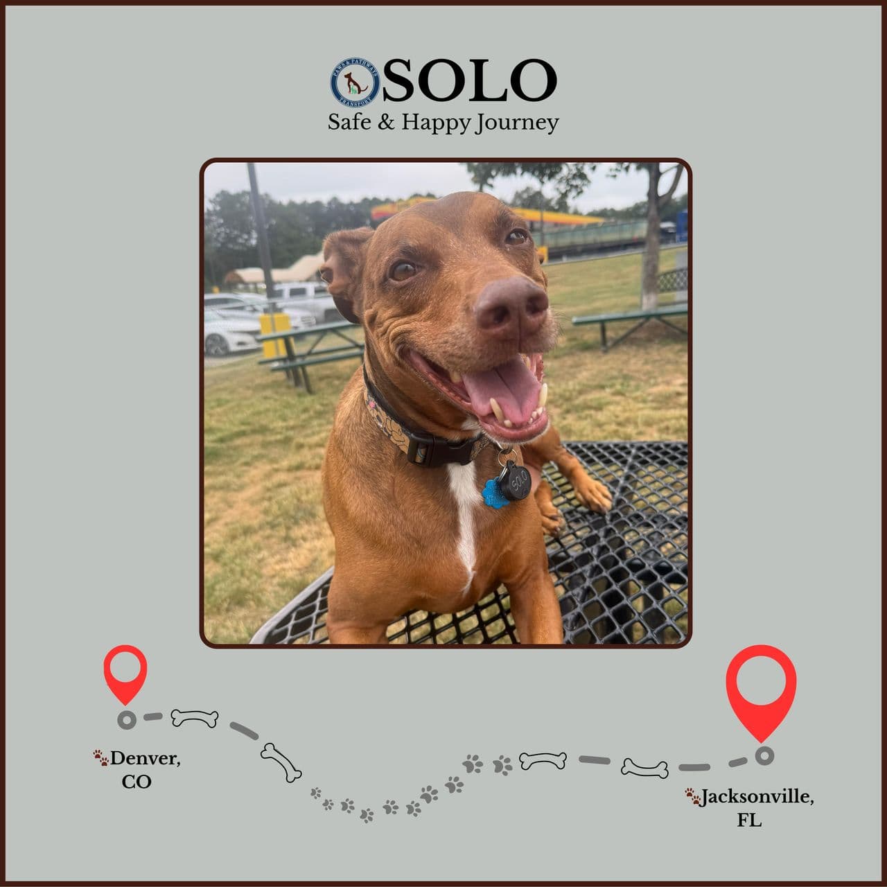 Pet travel photo 2