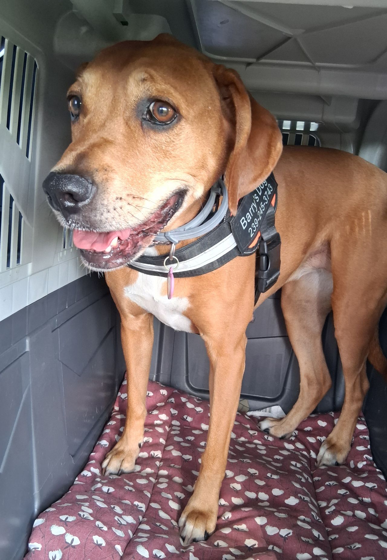Pet travel photo 3