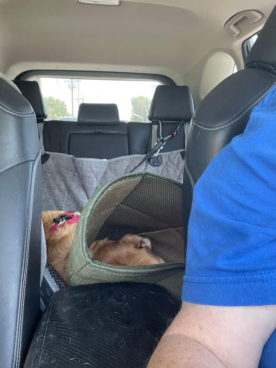 Pet travel photo 4
