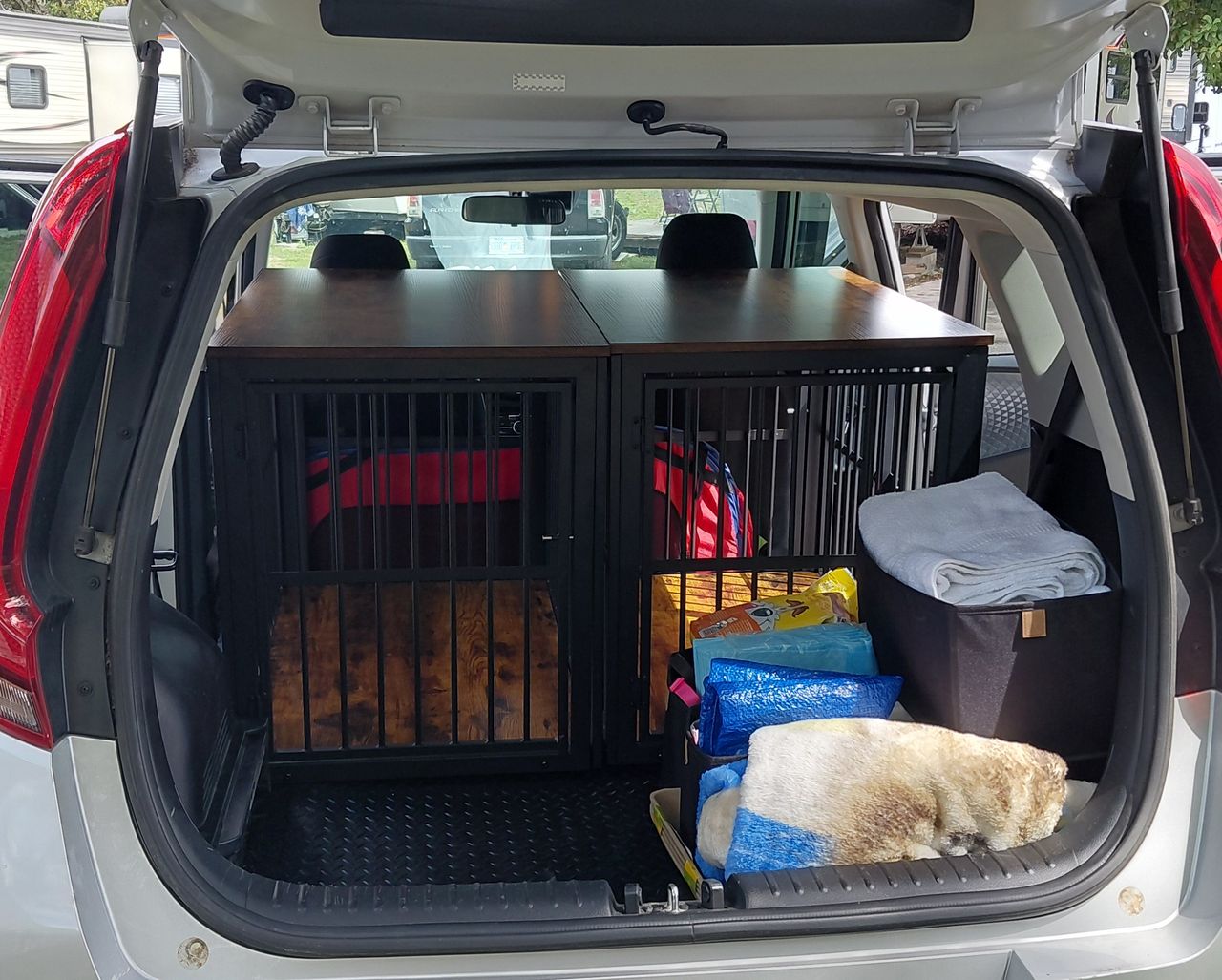 Pet travel photo 2