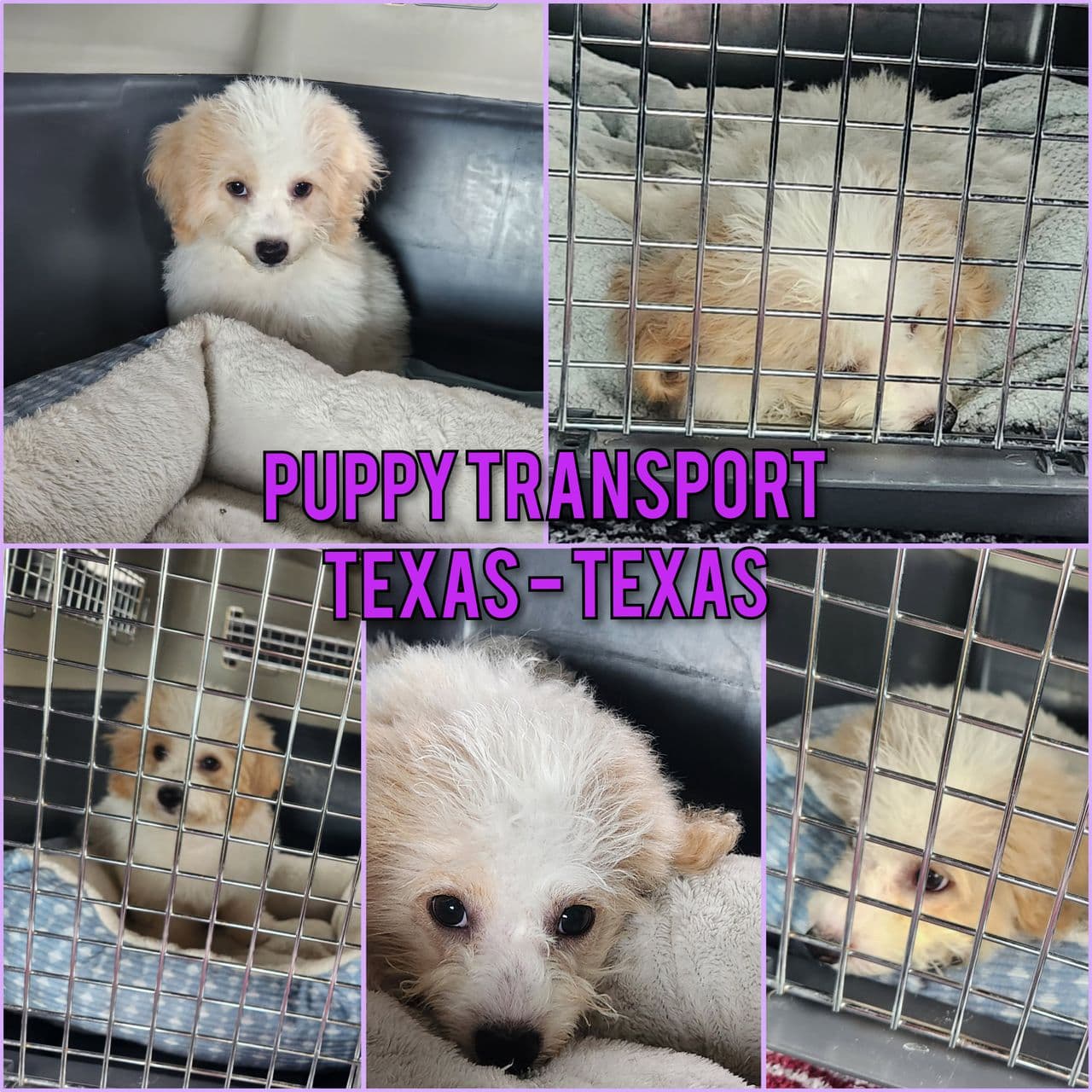 Pet travel photo 5