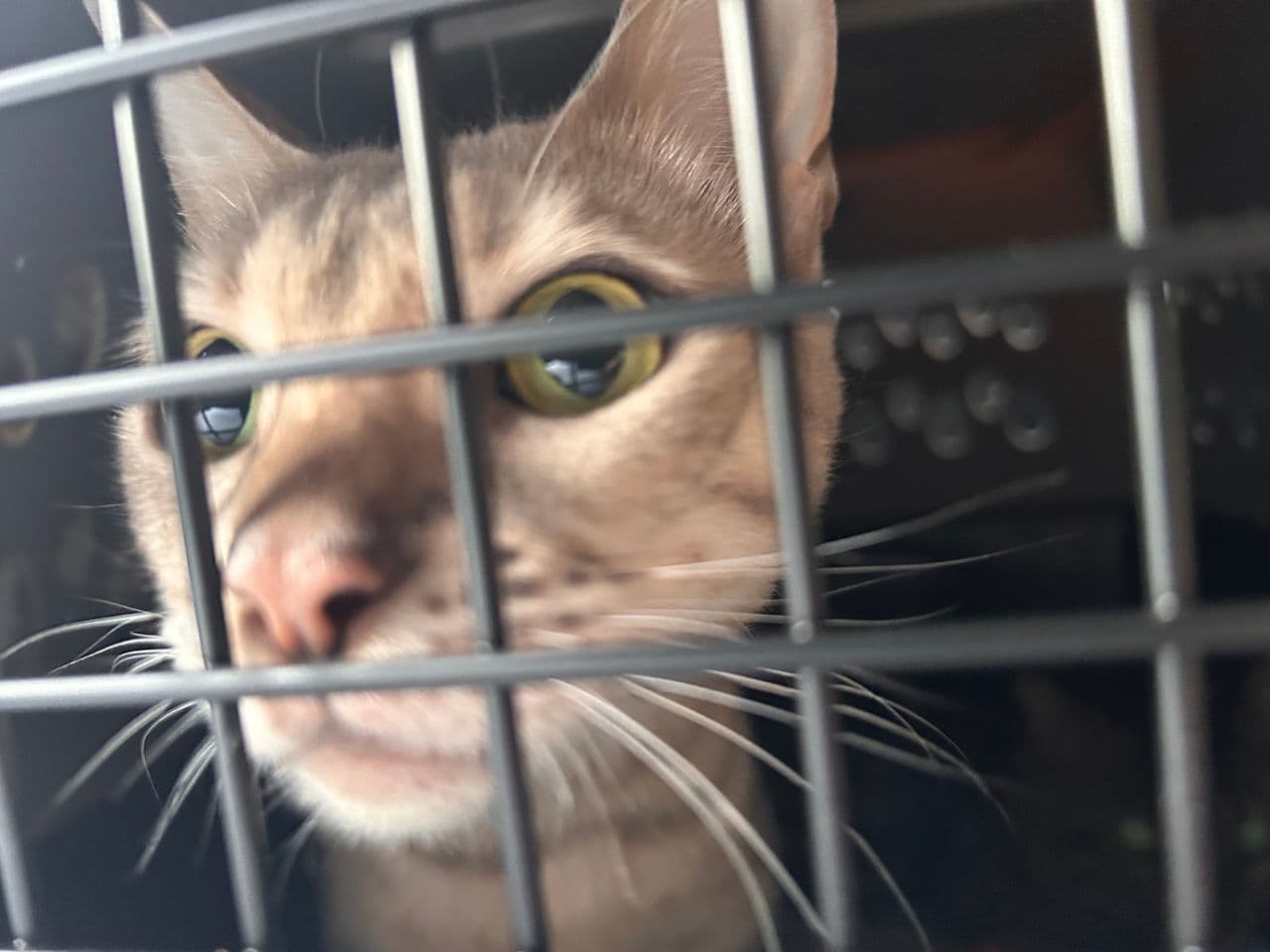 Pet travel photo 4