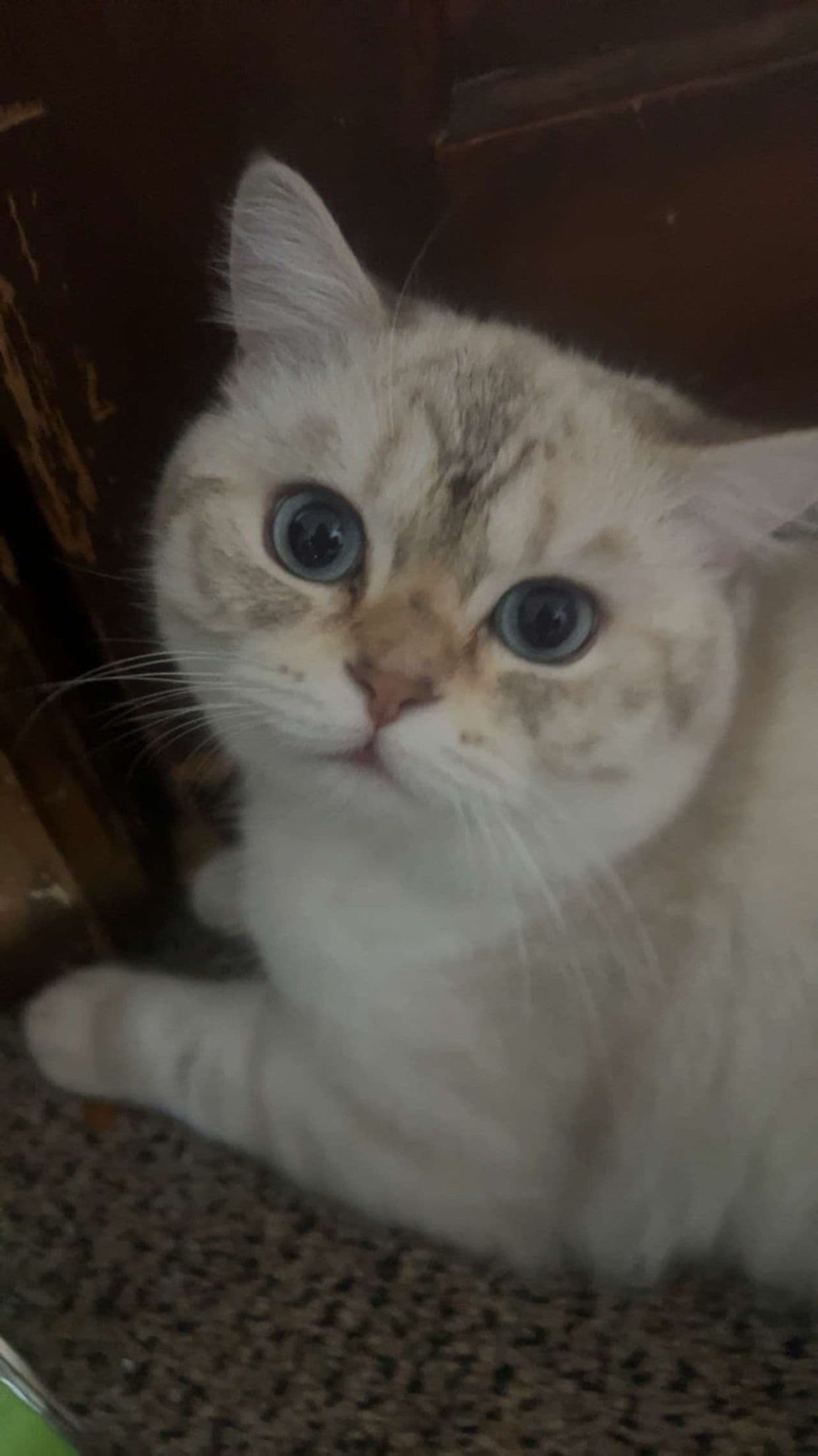 Pet travel photo 1