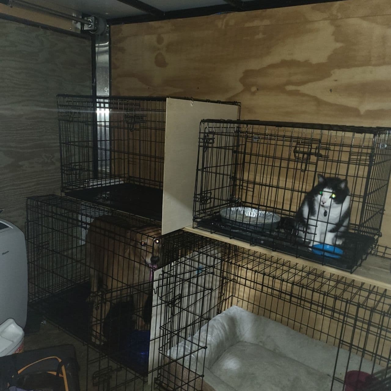 Pet travel photo 3