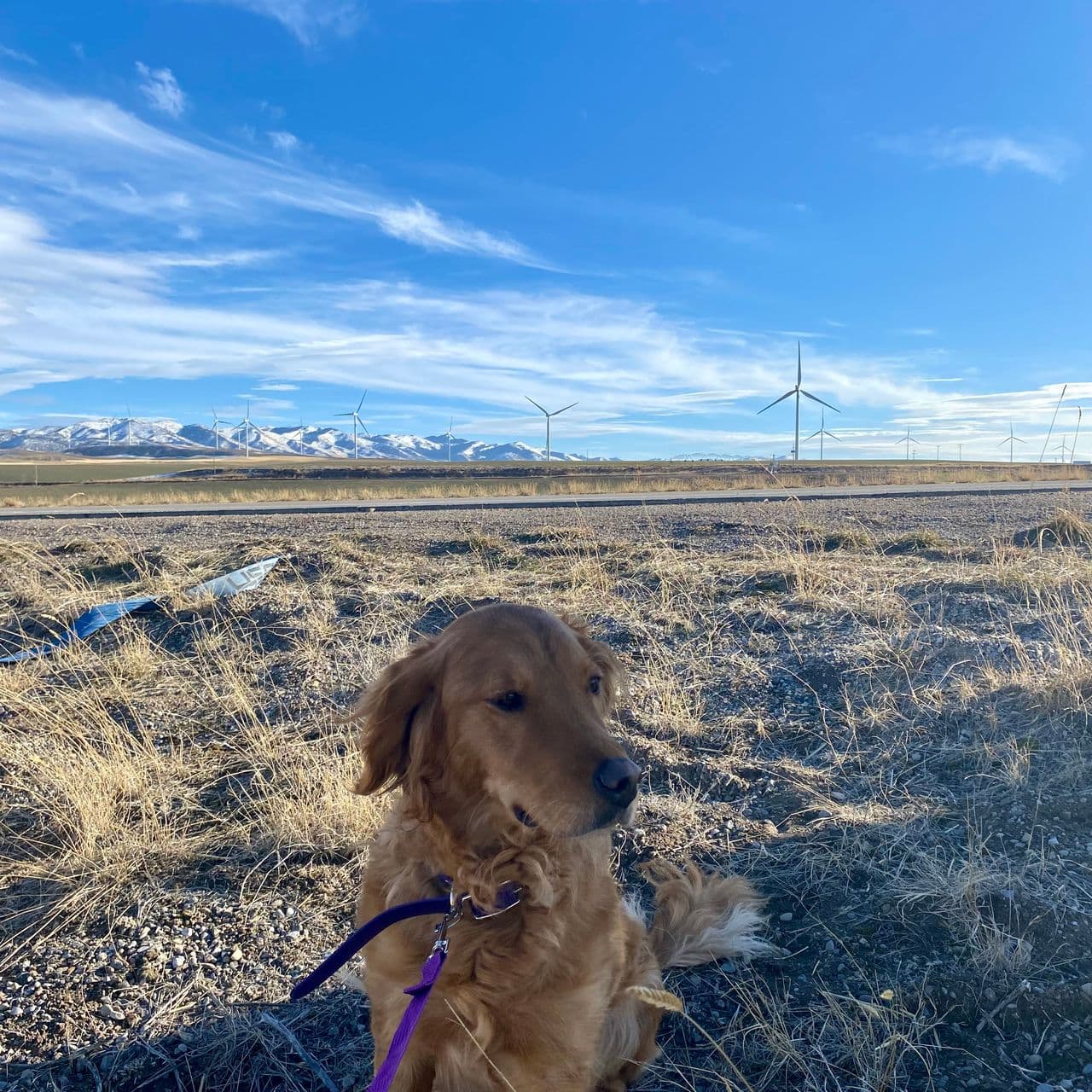 Pet travel photo 5