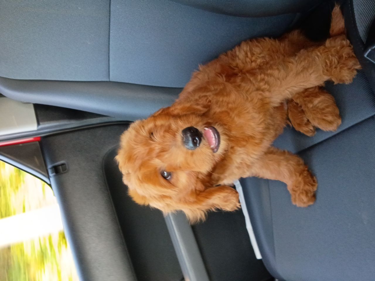 Pet travel photo 3