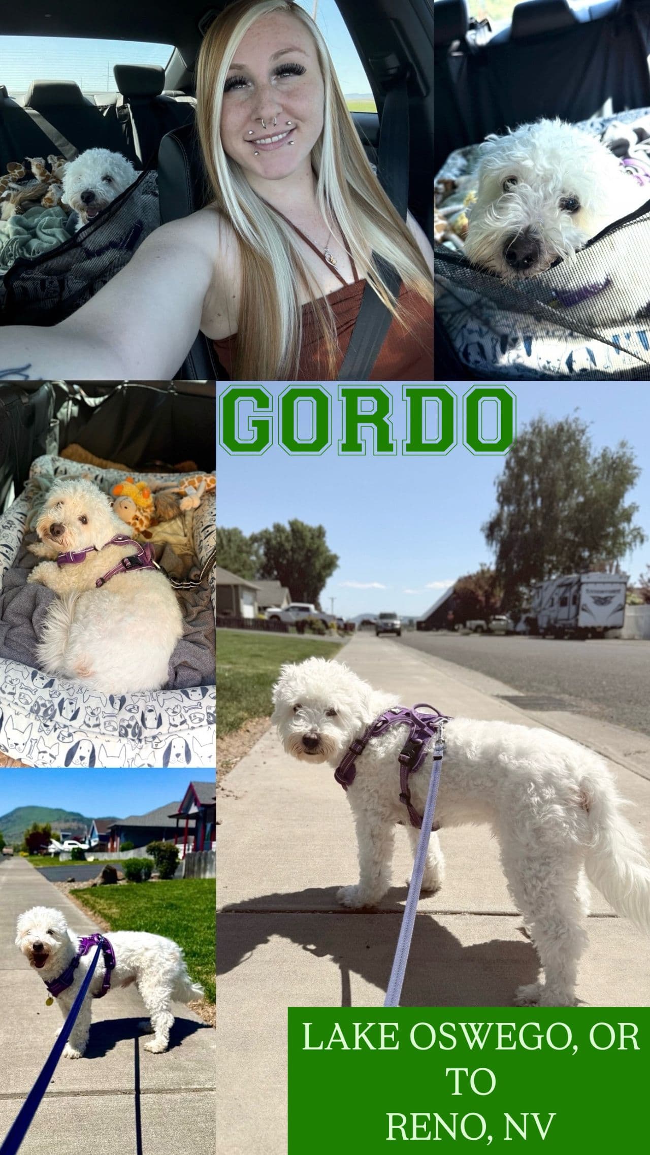 Pet travel photo 1