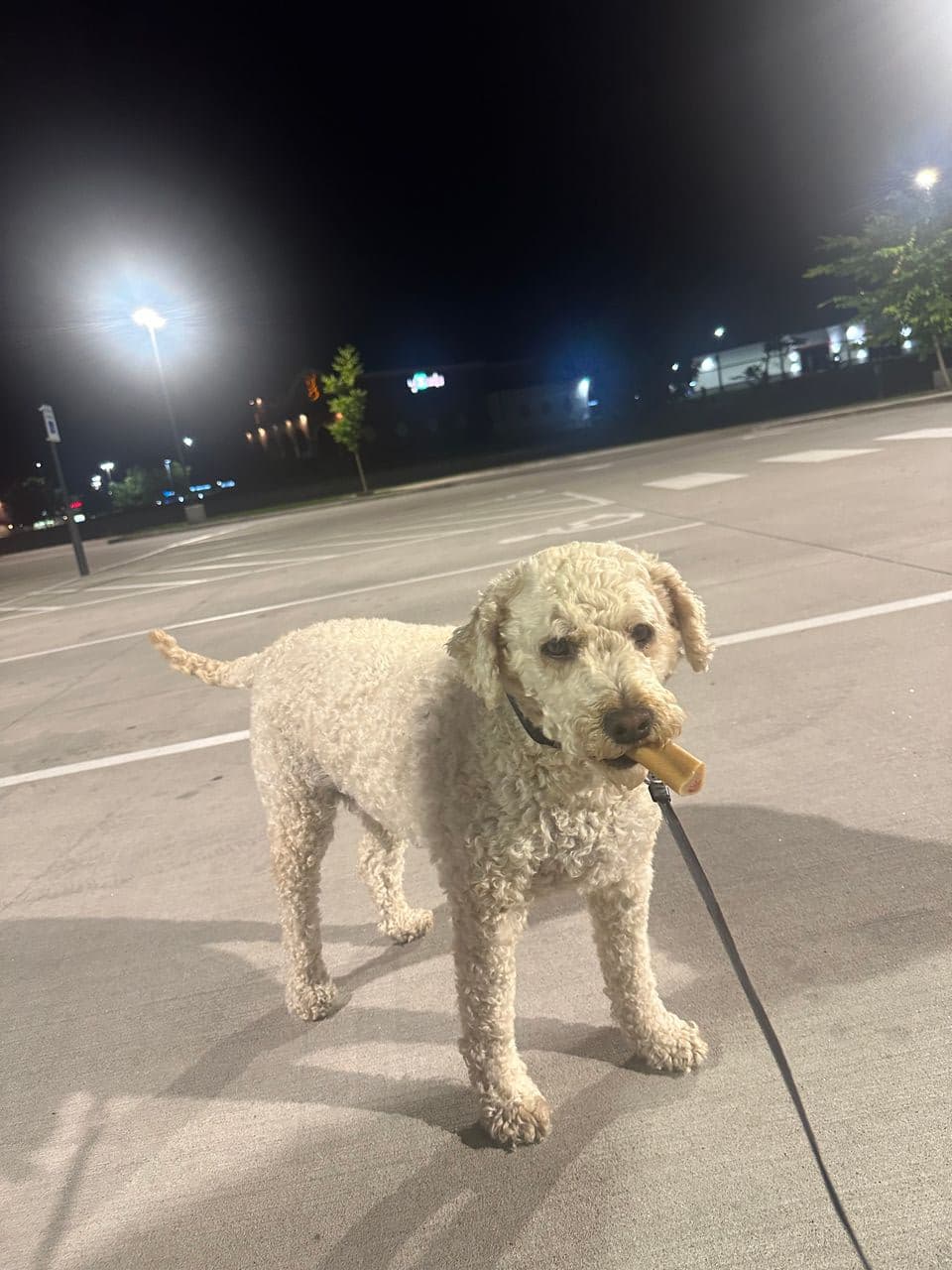 Pet travel photo 4