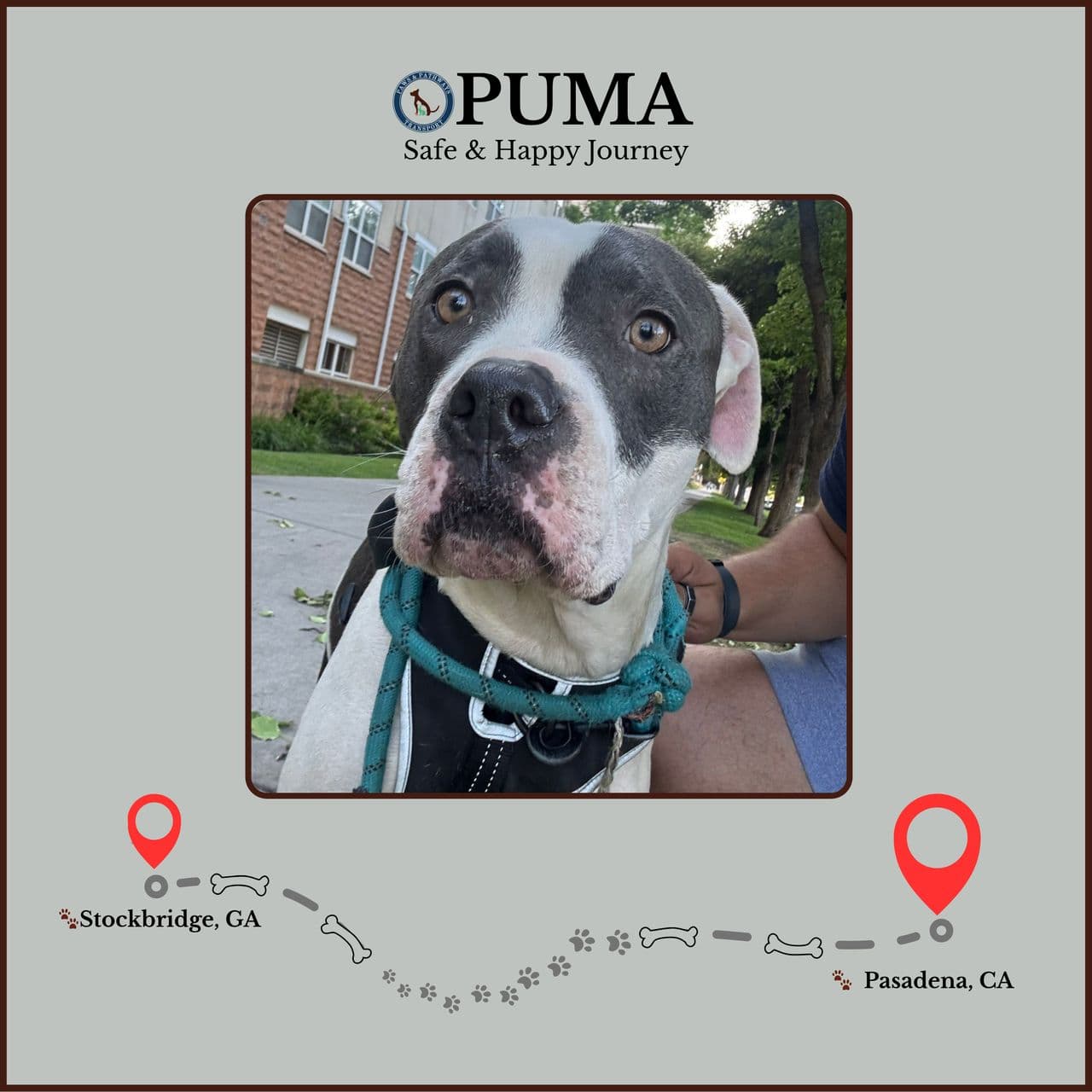 Pet travel photo 6