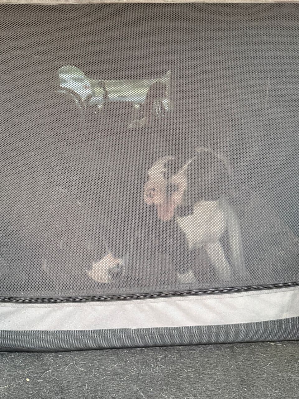 Pet travel photo 3