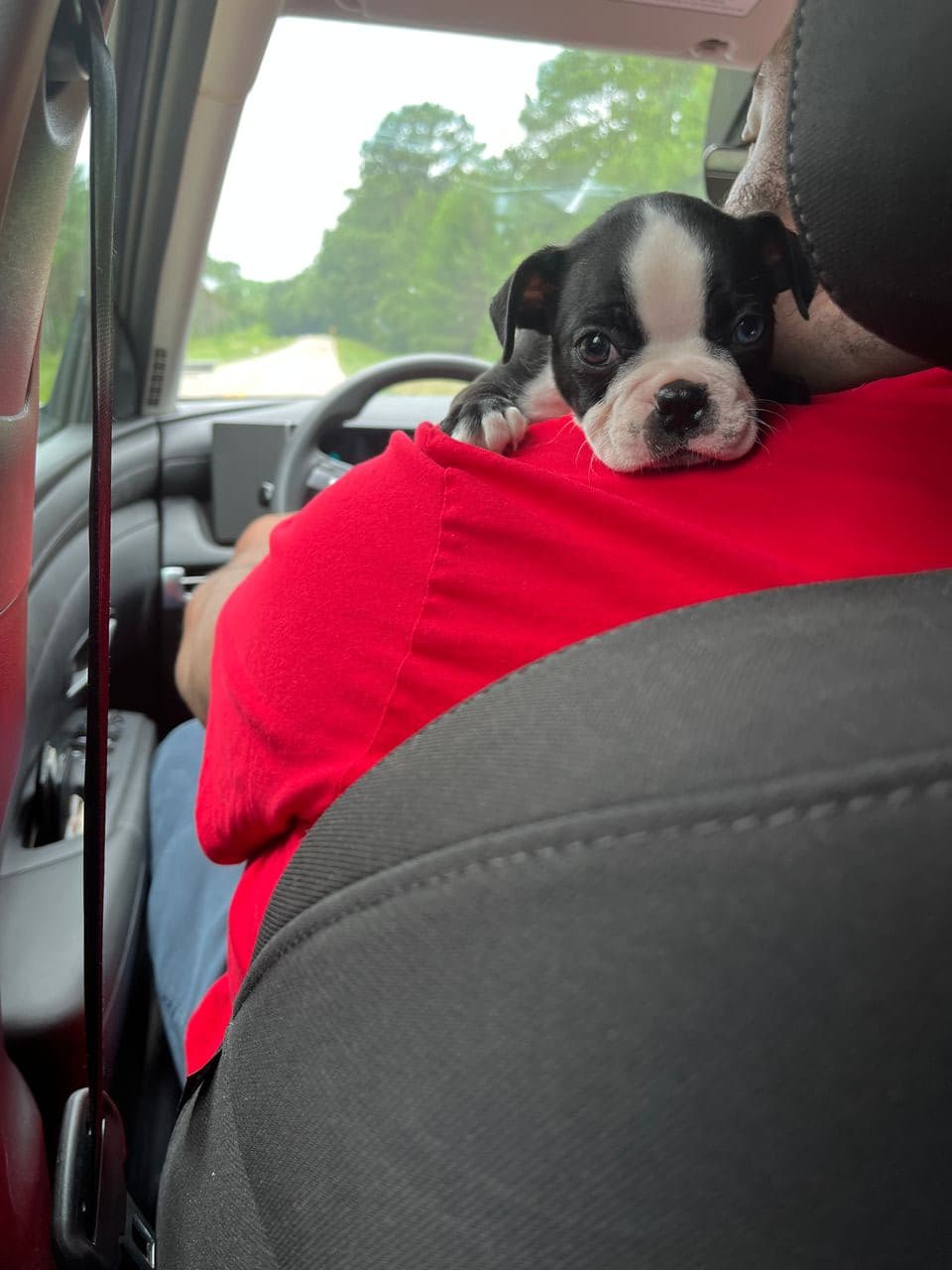 Pet travel photo 3
