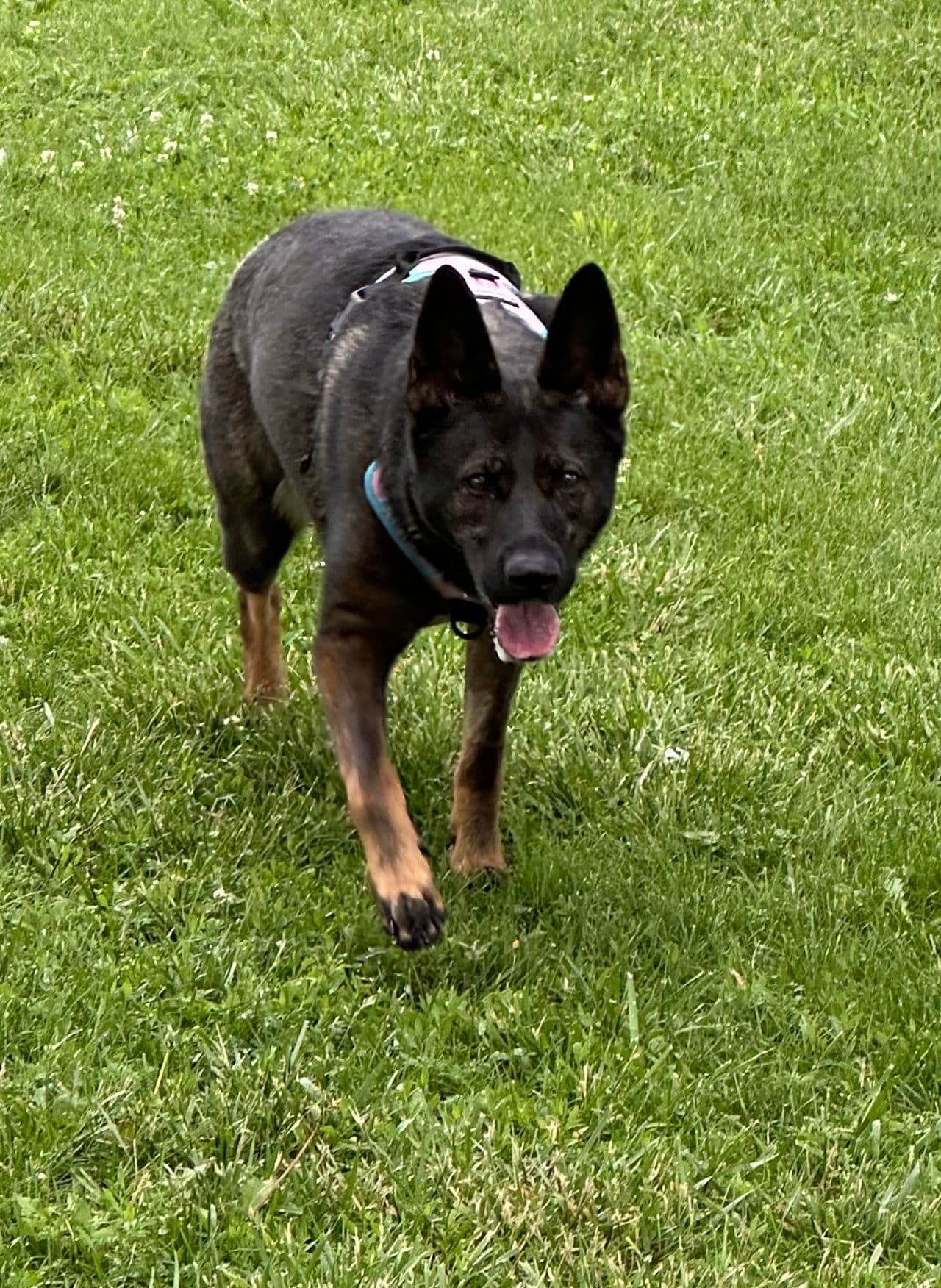 Pet travel photo 6