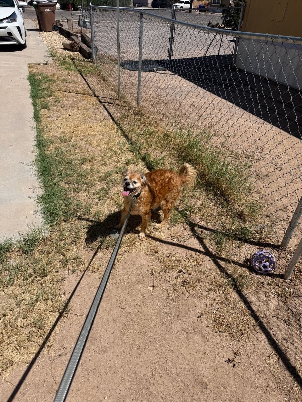 Pet travel photo 2