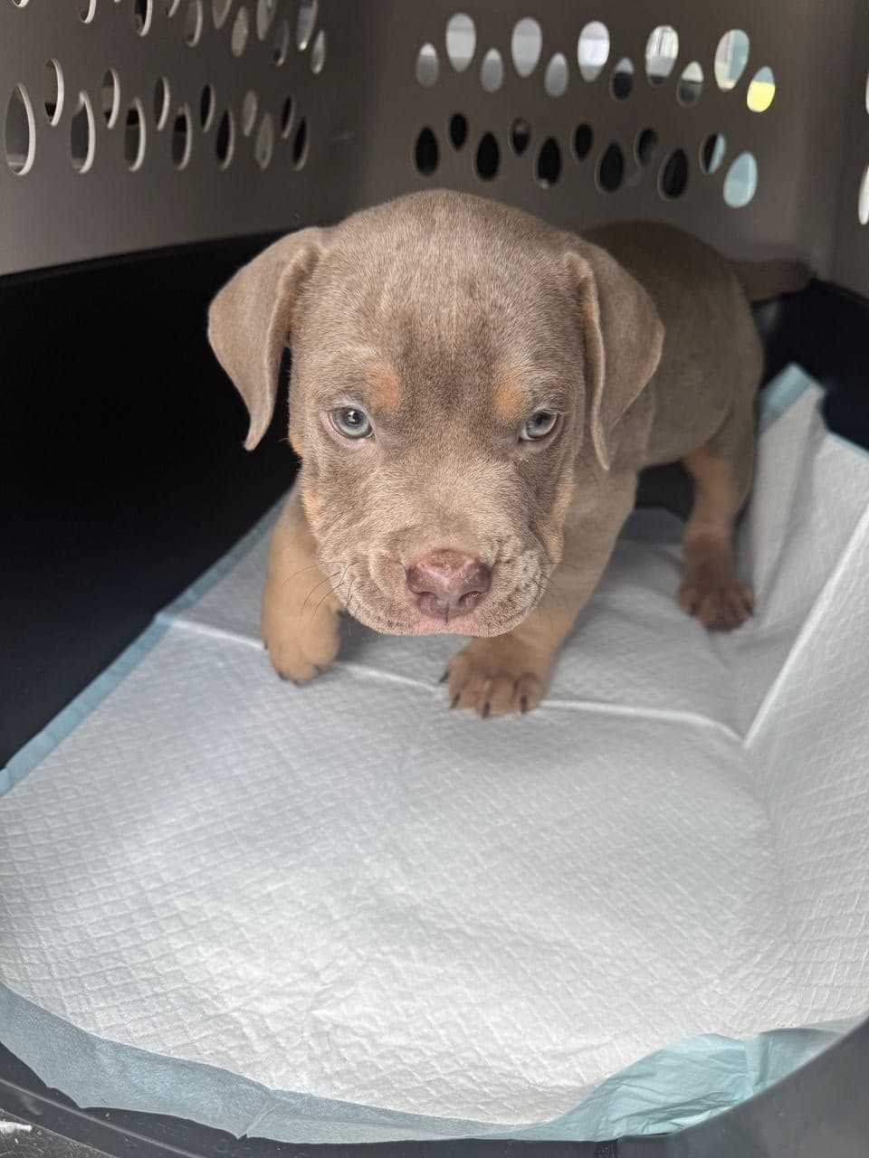 Pet travel photo 4
