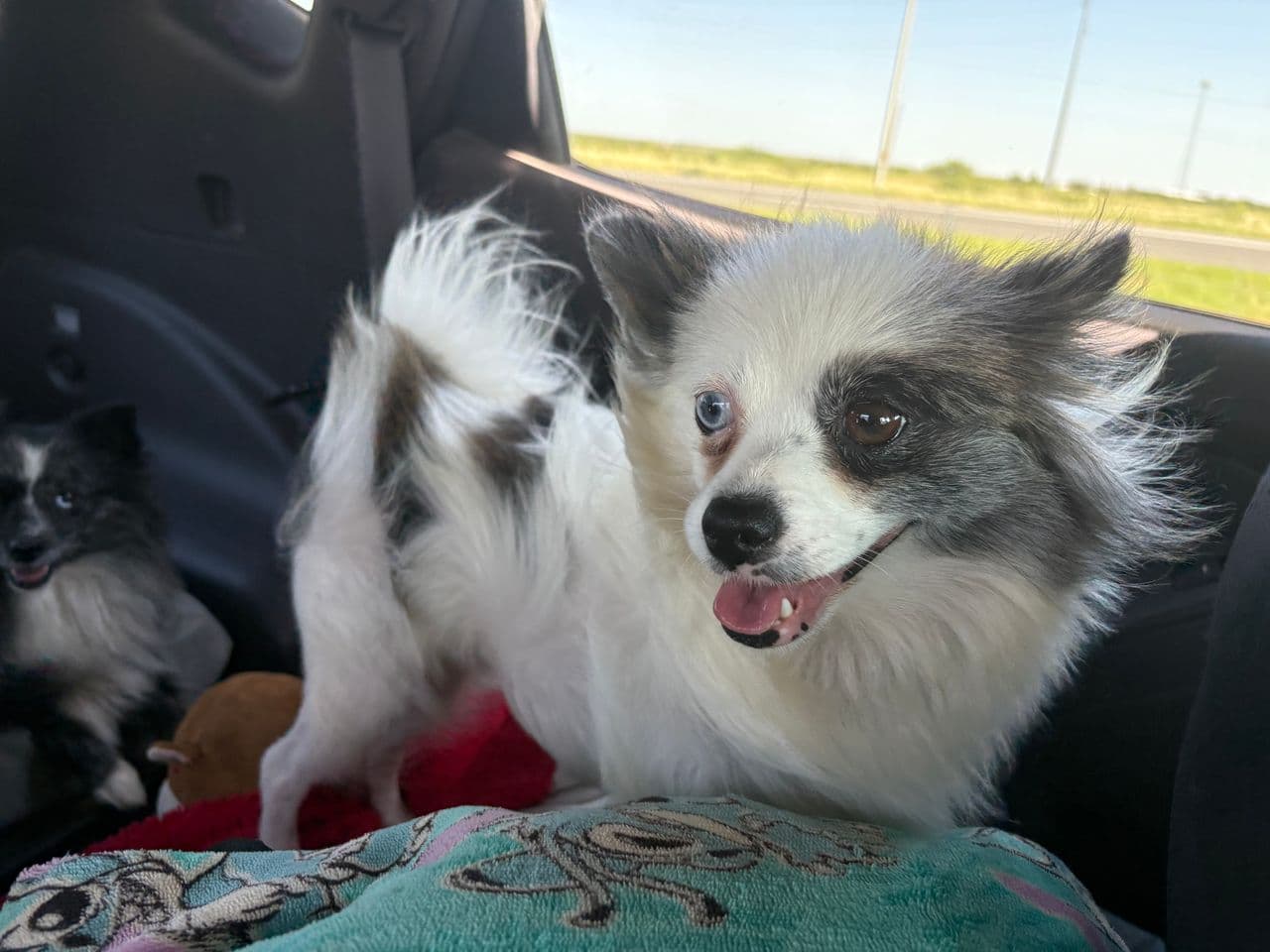 Pet travel photo 1