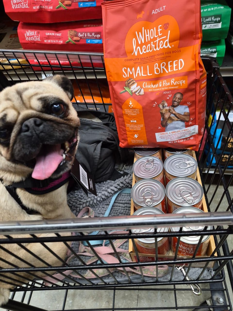 Pet travel photo 6