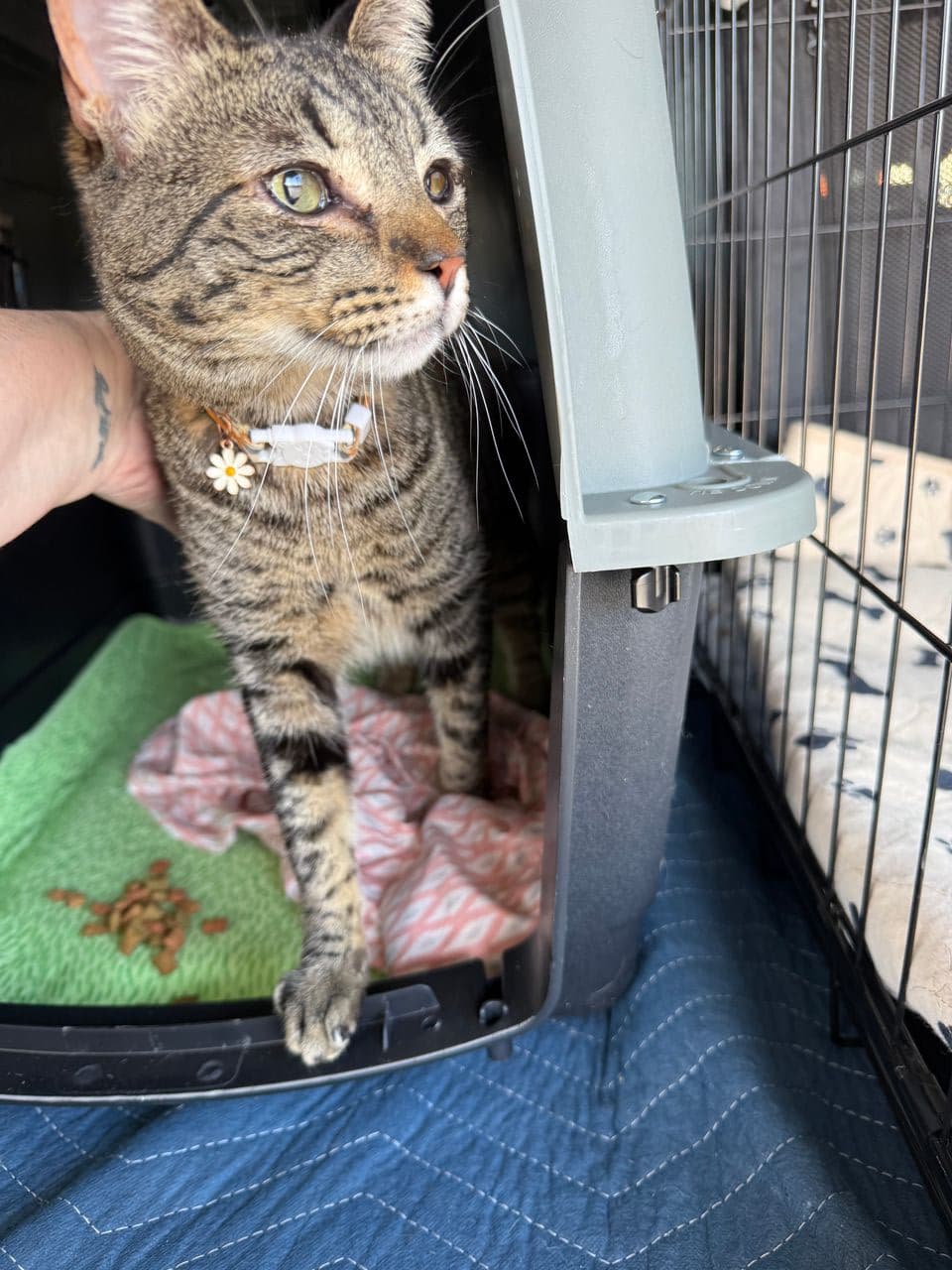 Pet travel photo 2