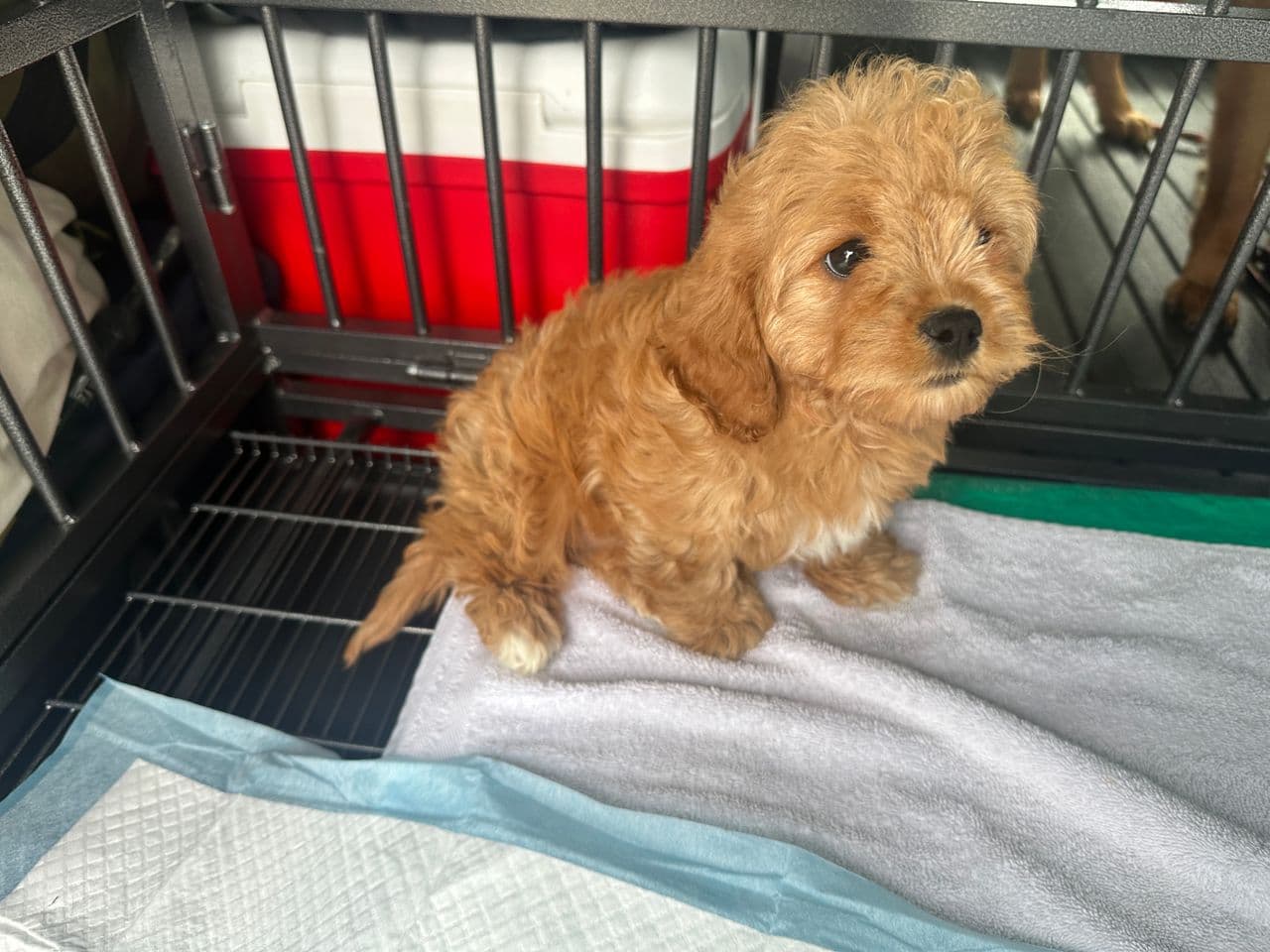 Pet travel photo 2
