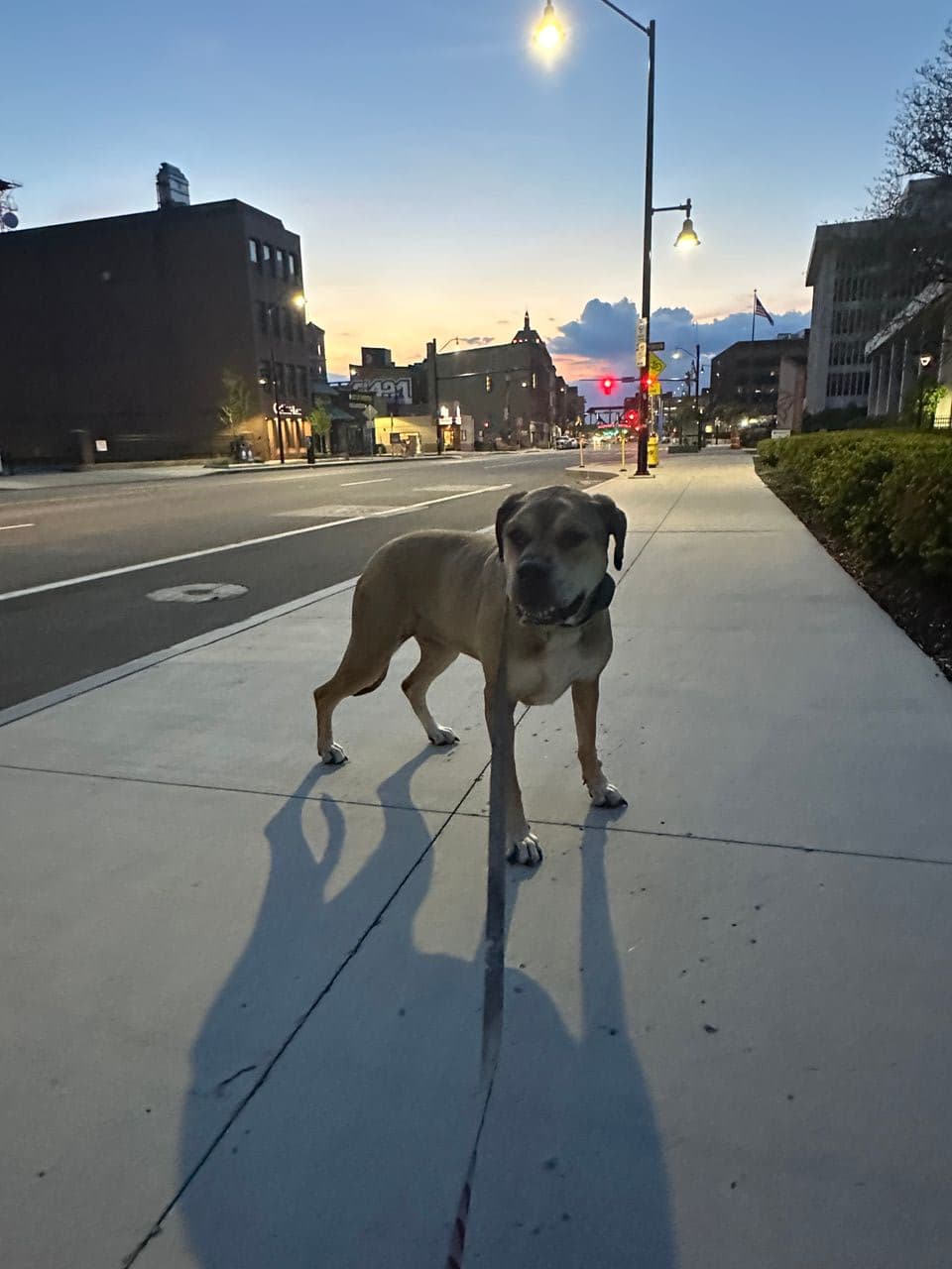 Pet travel photo 3