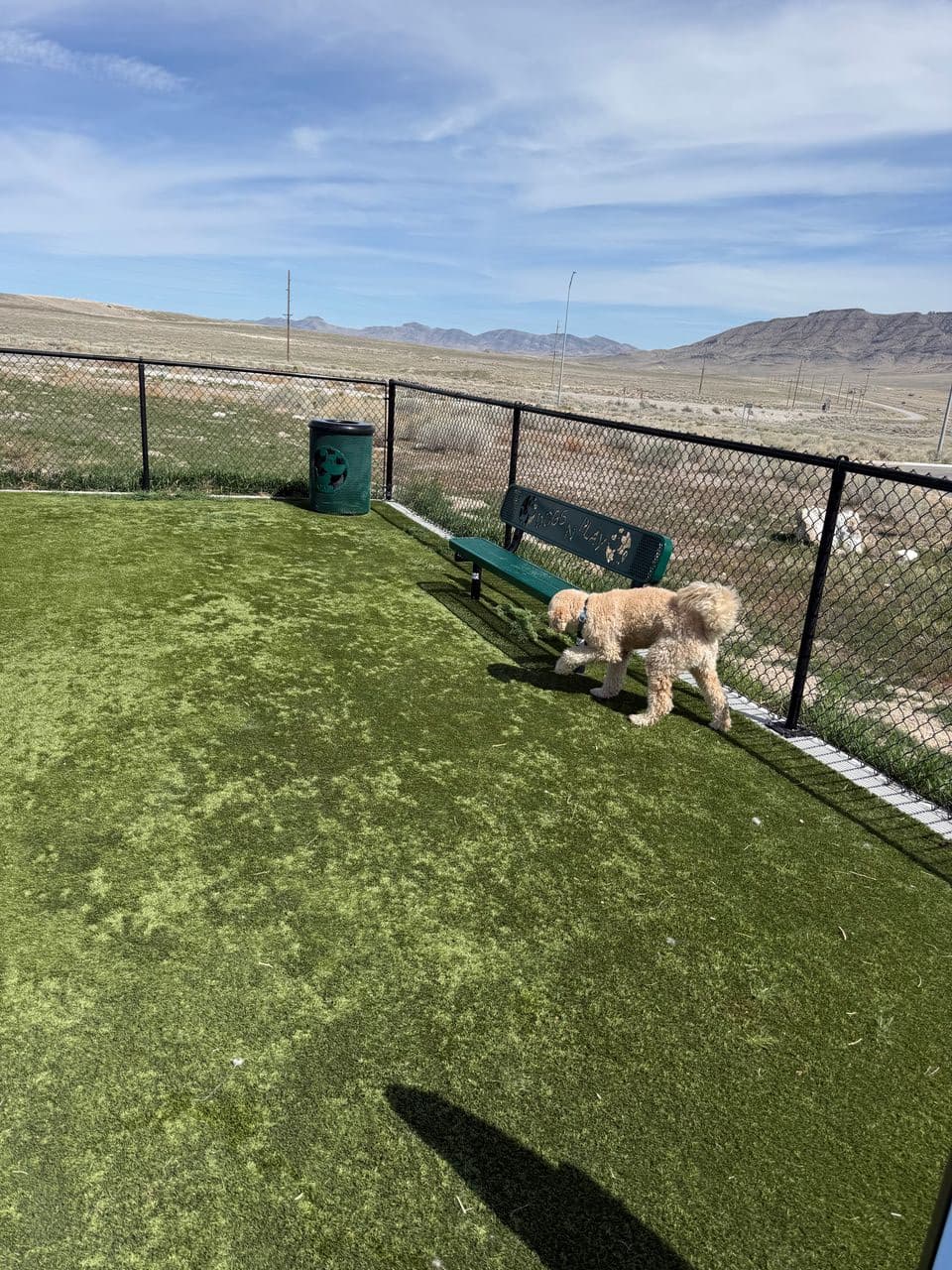 Pet travel photo 1