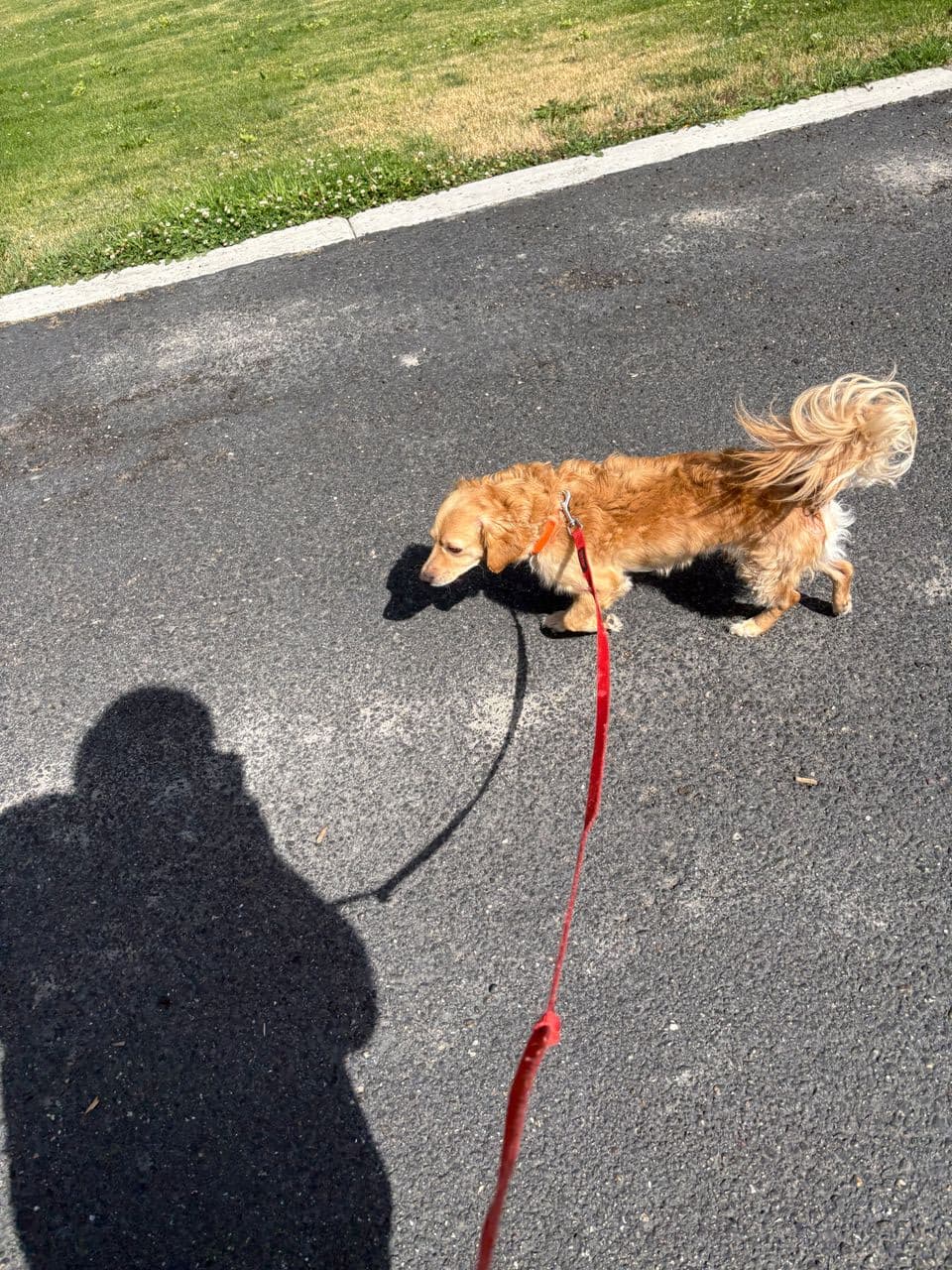 Pet travel photo 2