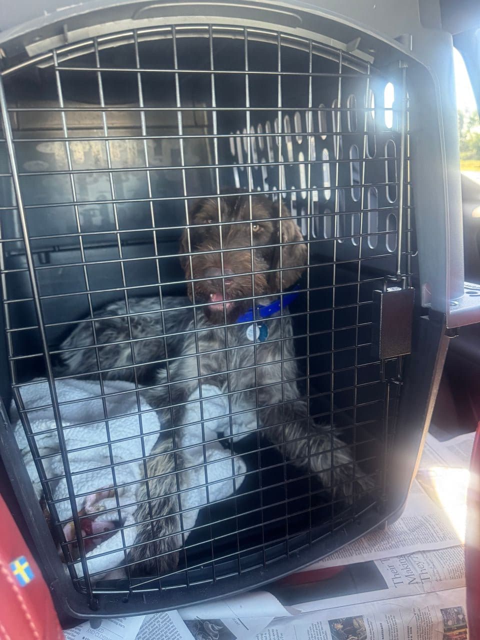 Pet travel photo 5