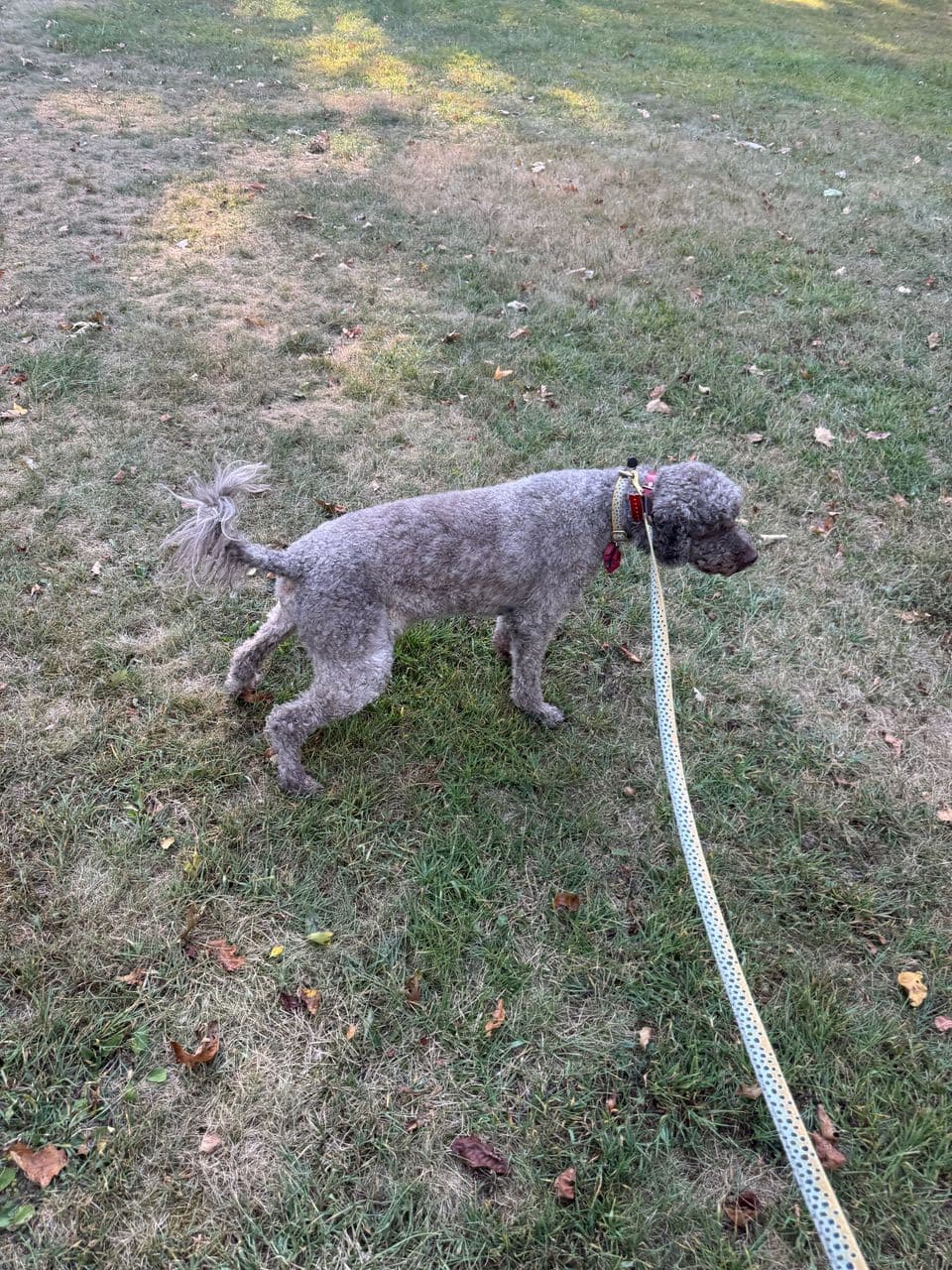 Pet travel photo 3