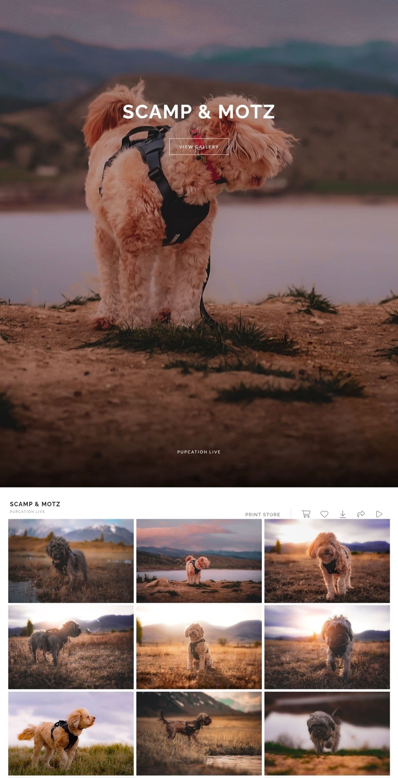 Pet travel photo 1