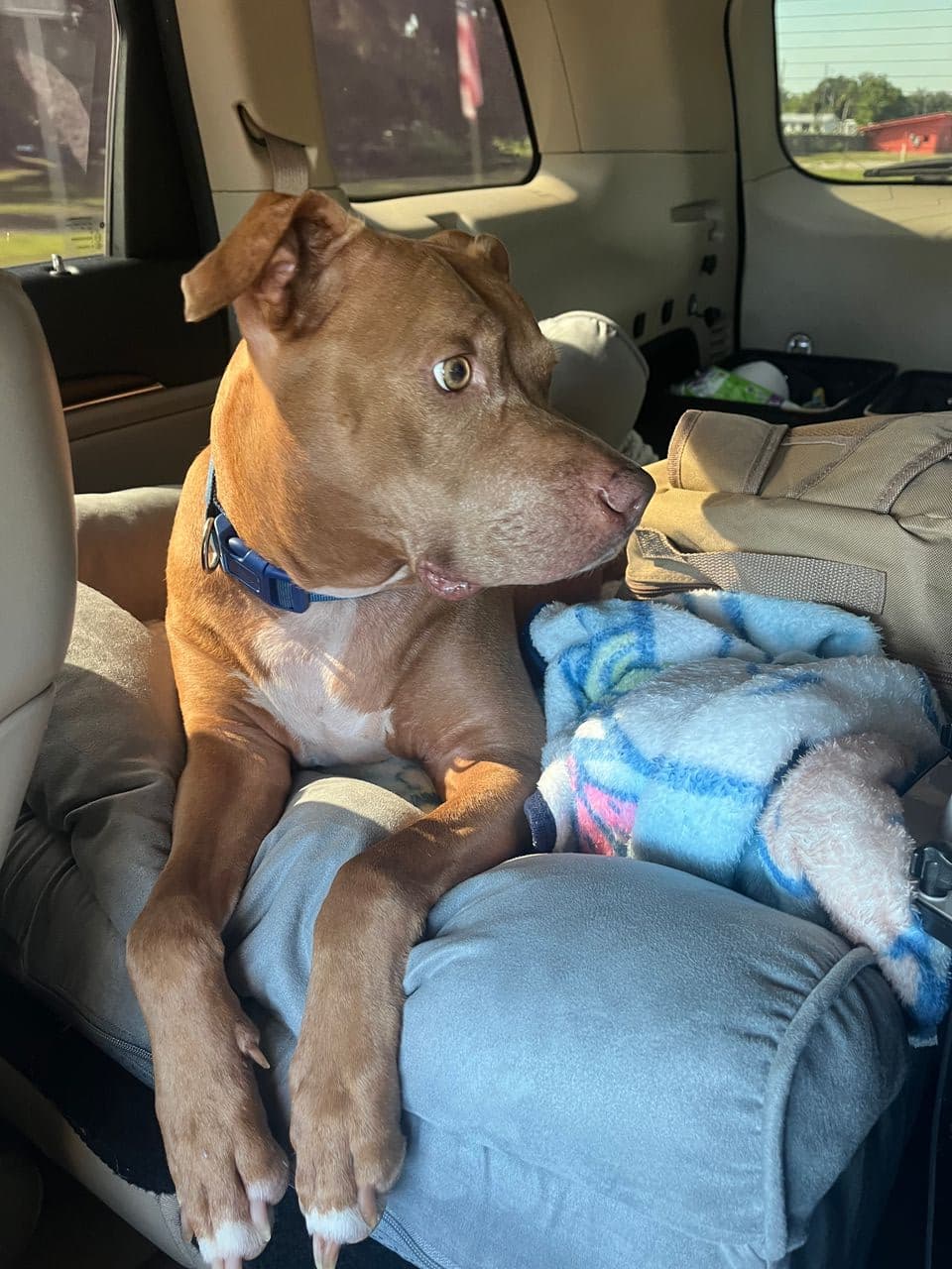 Pet travel photo 2