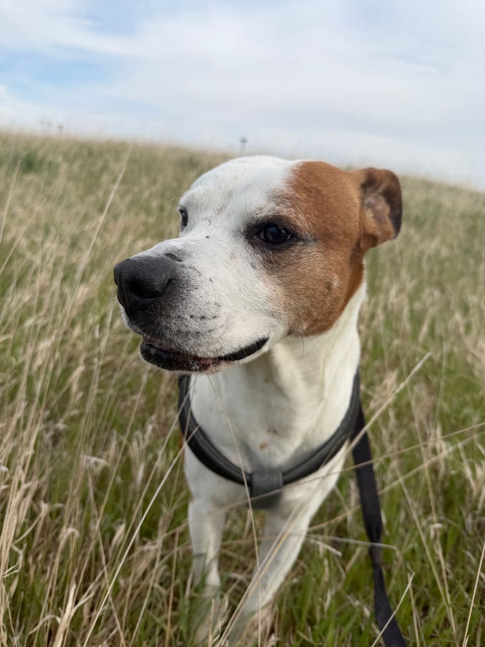 Pet travel photo 5