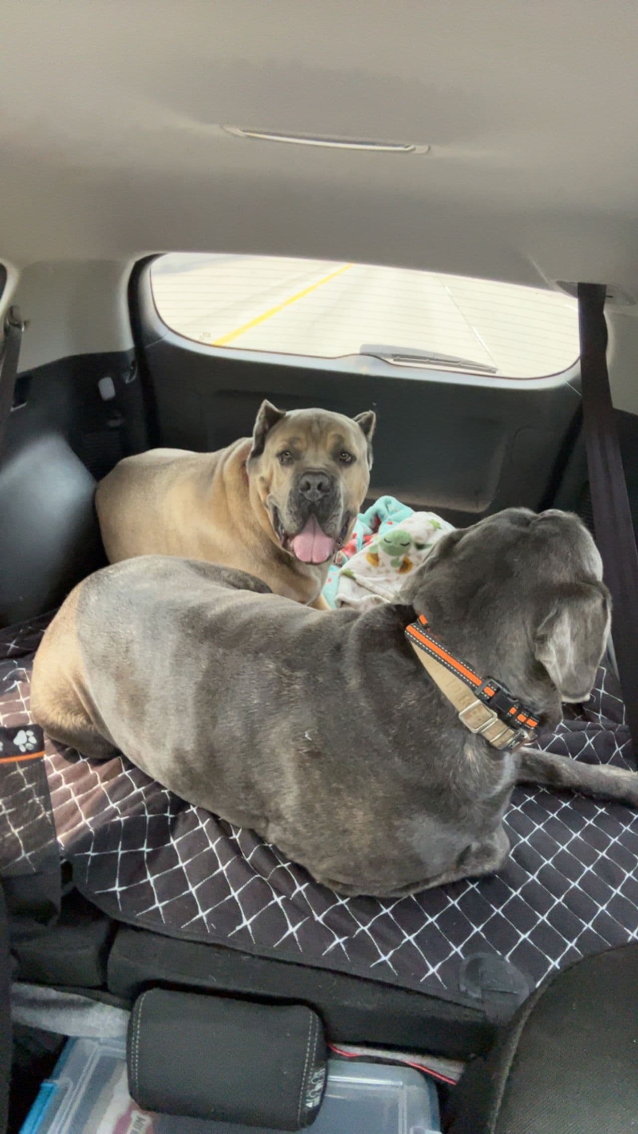 Pet travel photo 5