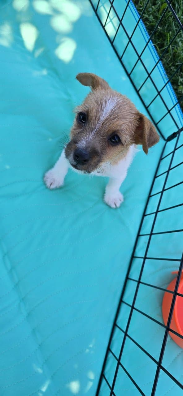 Pet travel photo 1