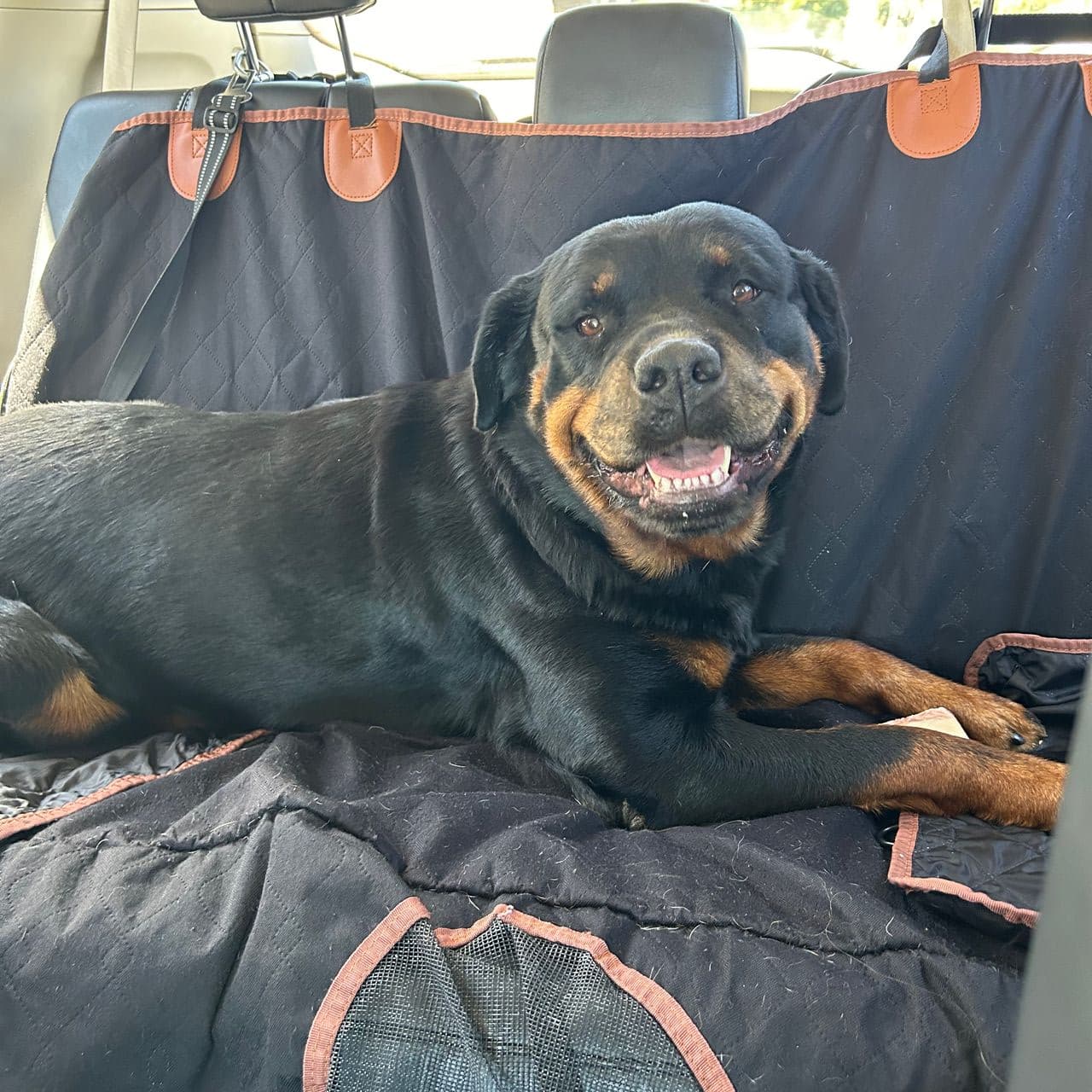 Pet travel photo 3
