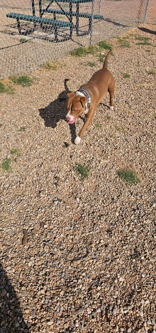Pet travel photo 3
