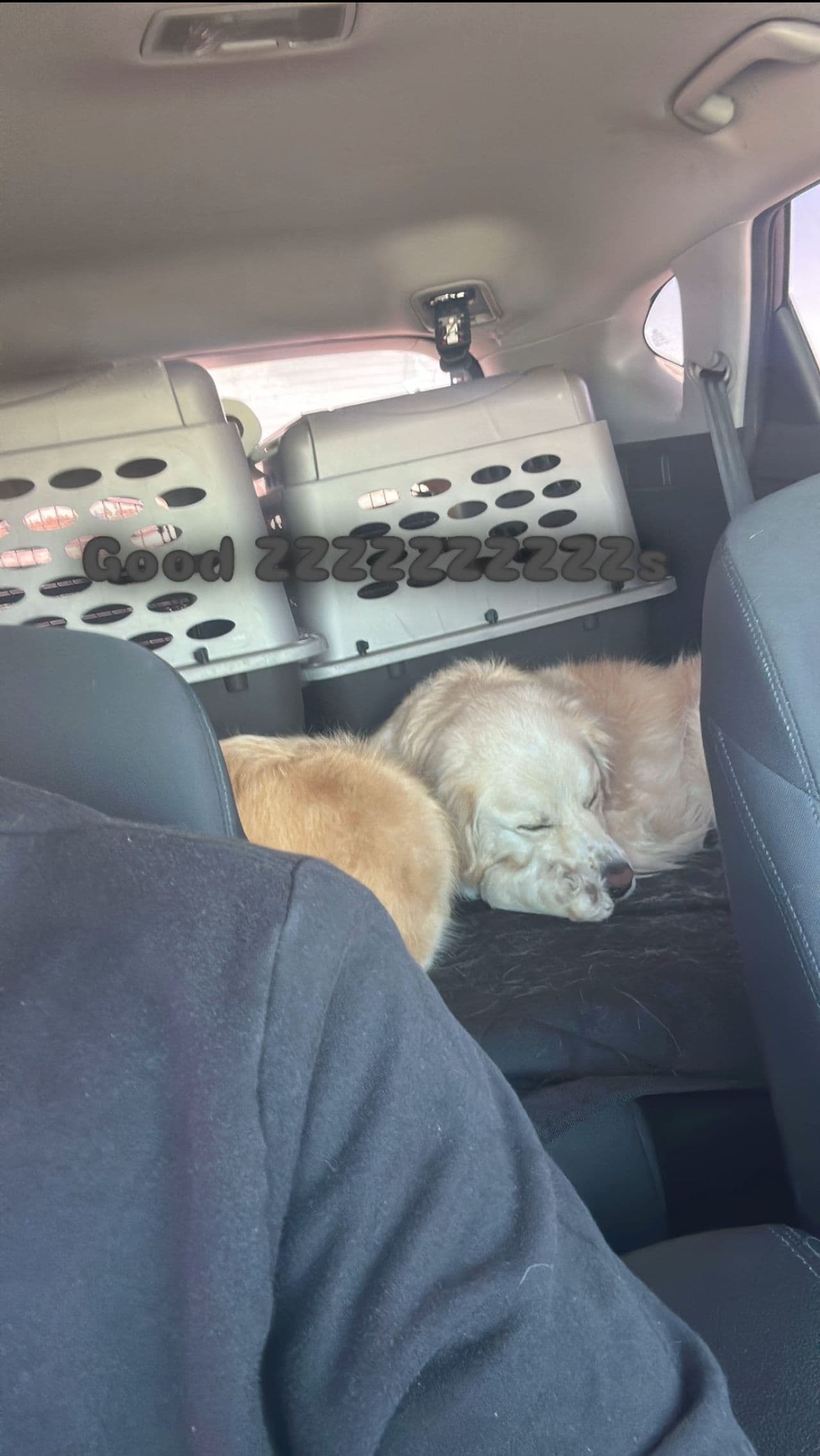 Pet travel photo 3