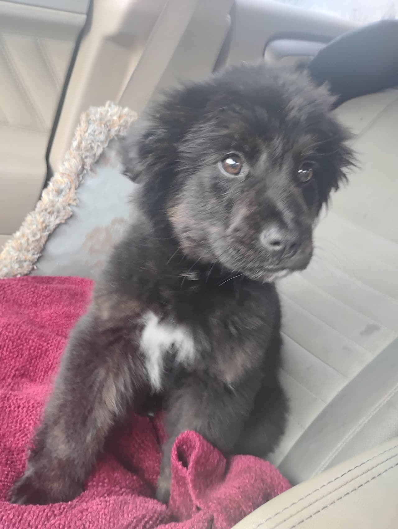 Pet travel photo 4