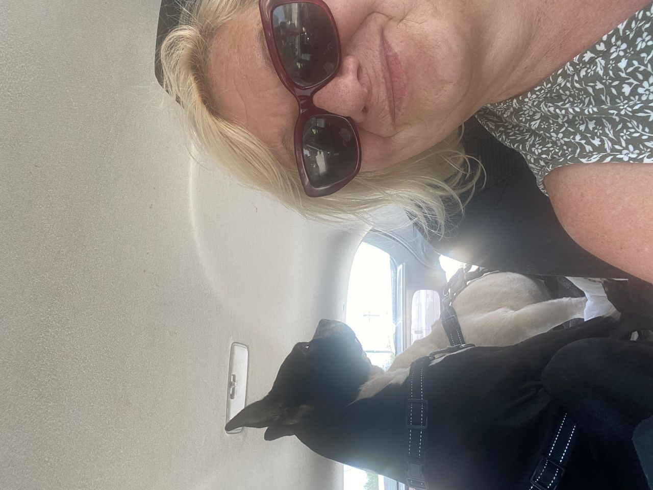 Pet travel photo 2