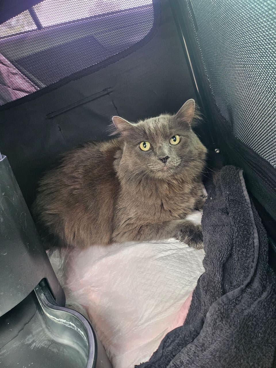 Pet travel photo 3