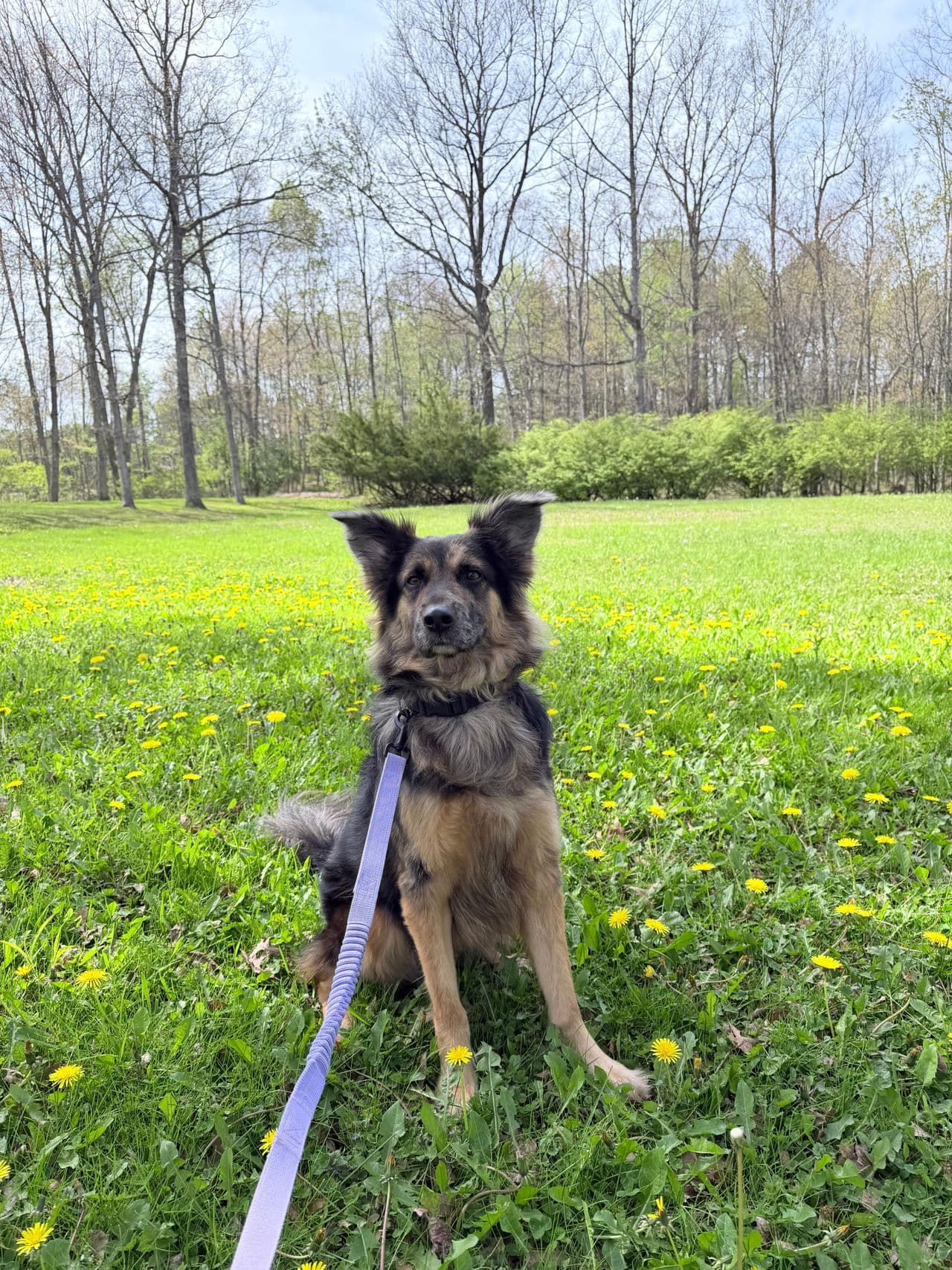 Pet travel photo 2