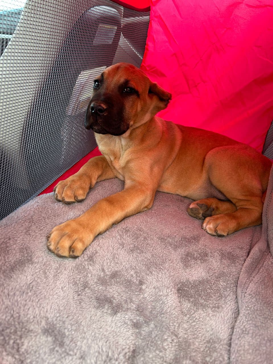 Pet travel photo 1