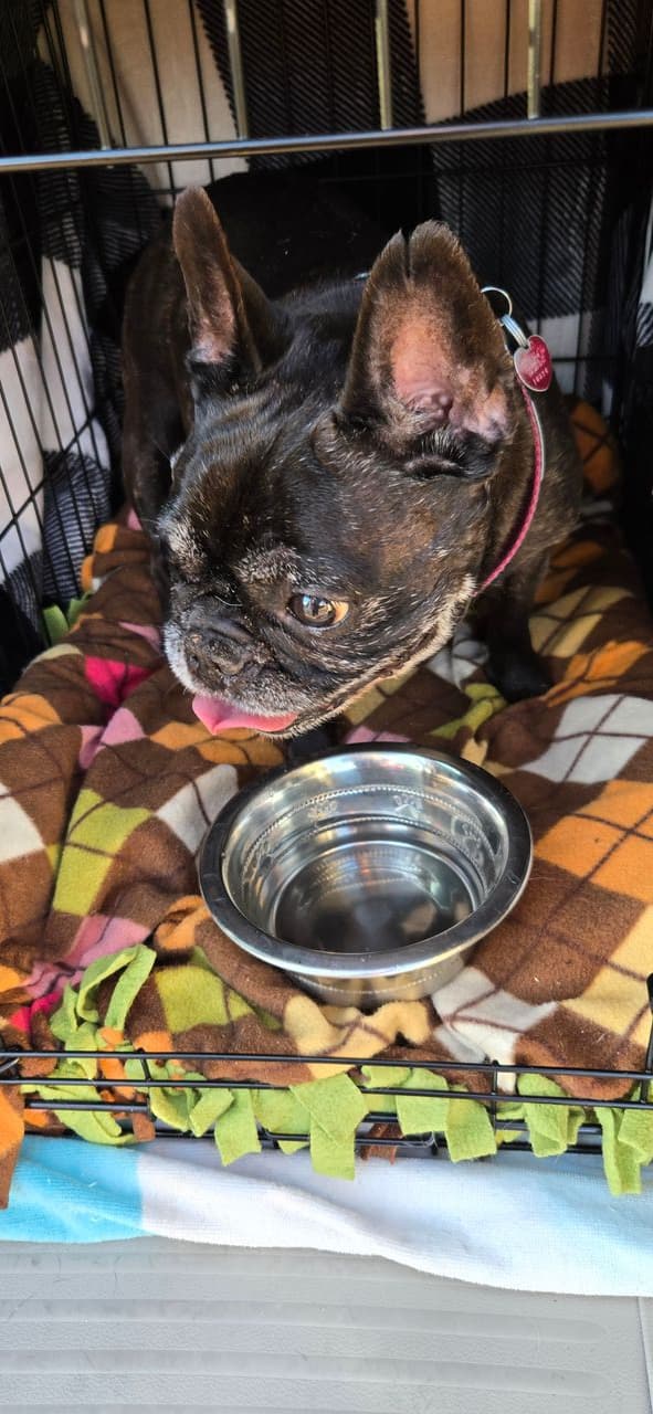 Pet travel photo 4