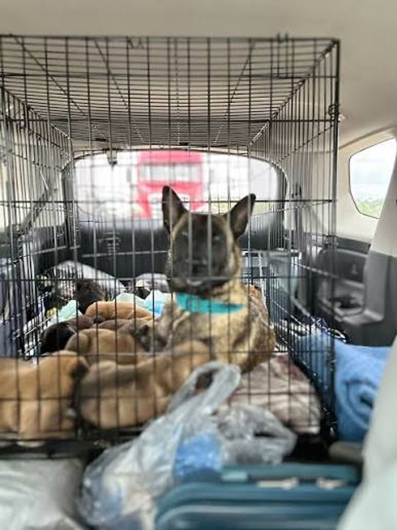 Pet travel photo 1